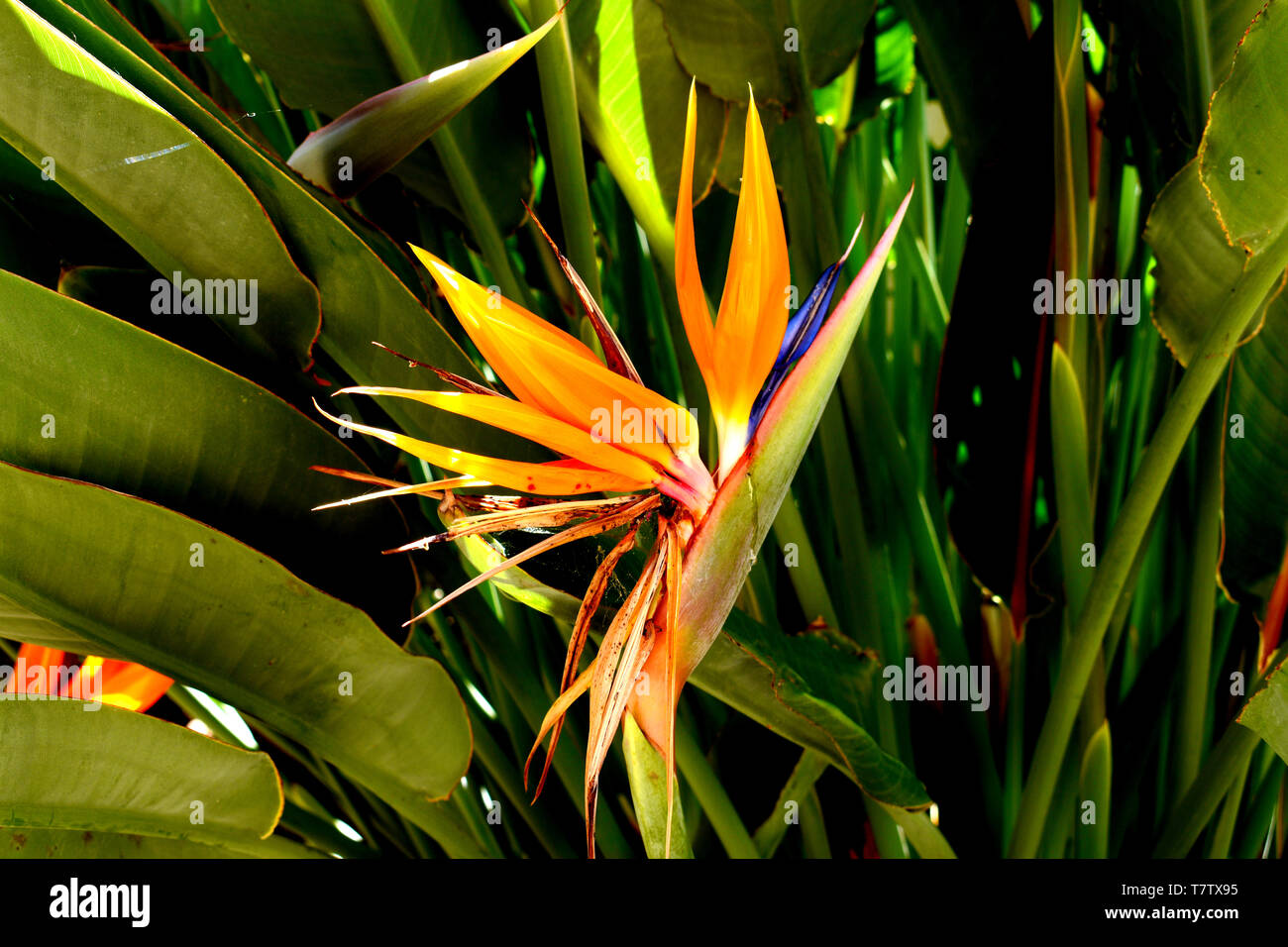 Plante en fleurs Oiseau du Paradis Banque D'Images