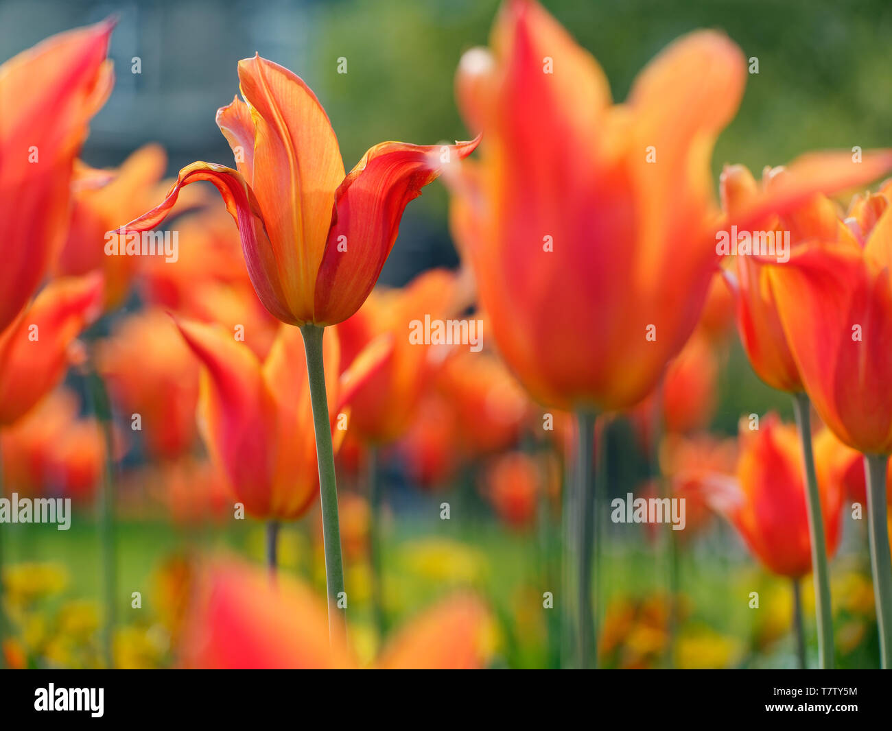 Tulipes orange dans le fond du jardin Banque D'Images