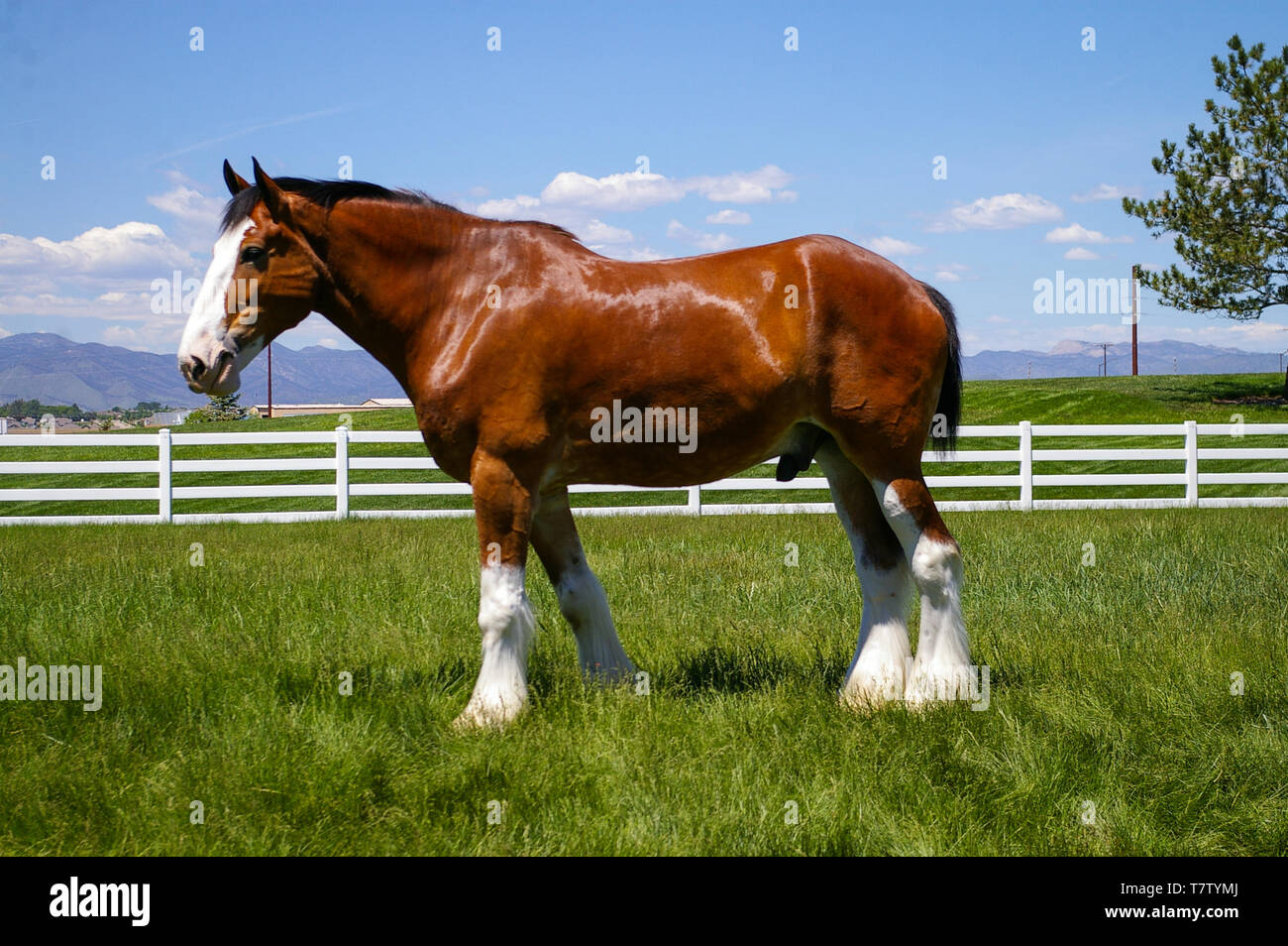 Cheval Clydesdale Banque D'Images