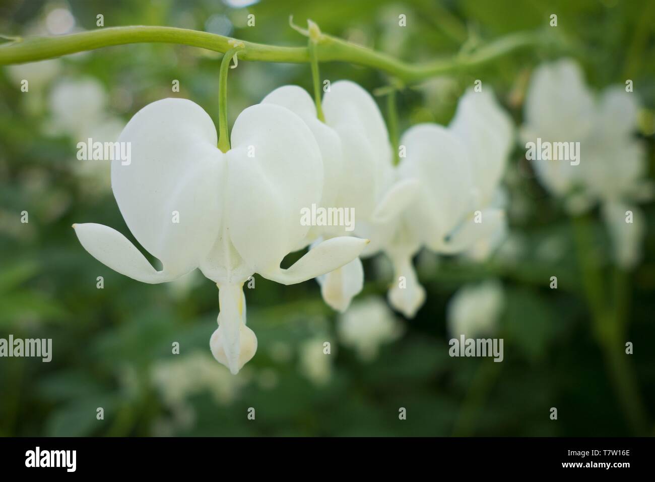 Cœurs-blanc - Dicentra spectabilis 'Alba' - dans Hendricks Park à Eugene, Oregon, USA. Banque D'Images