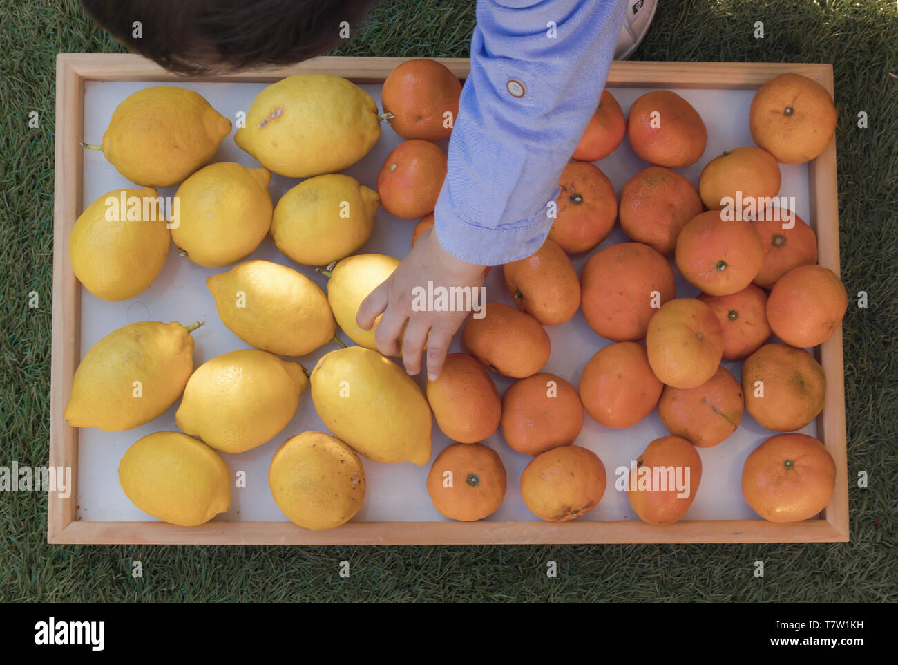 Cueillette à la main de bébé les citrons et mandarines à partir d'un bac, vue du dessus Banque D'Images
