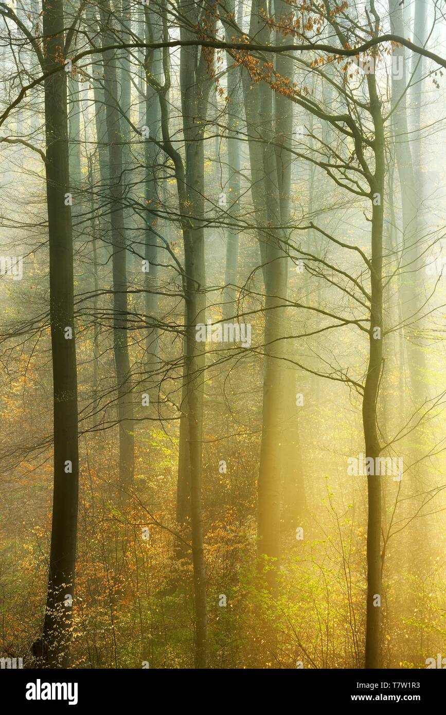 Forêt de l'atmosphère au début du printemps, les rayons de briller à travers le brouillard du matin, les premières pousses vertes et vieux les feuilles d'automne, d'avant-pays du Harz (Saxe-Anhalt) Banque D'Images