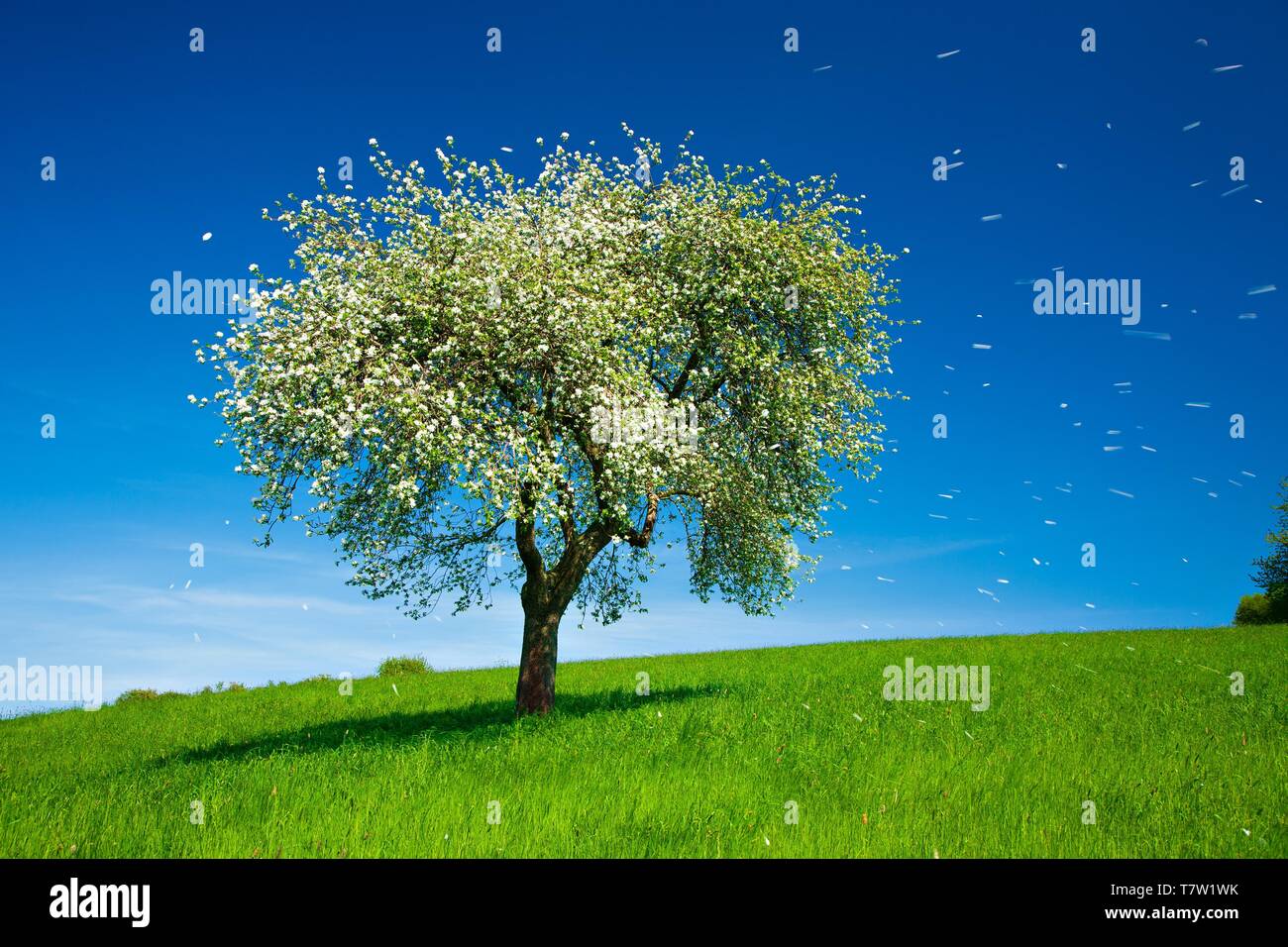 Pommier en fleurs au printemps, ciel bleu, à pétales blancs soufflés par le vent, Hesse, Allemagne Banque D'Images