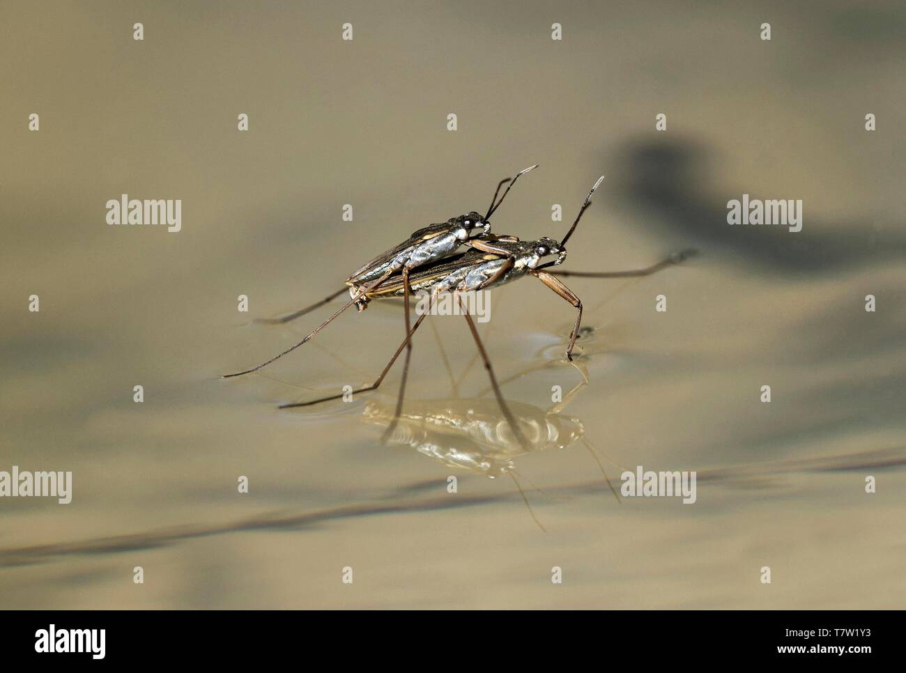 L'accouplement d'étang skater (Gerridae), paire d'animaux sur l'eau, Haute-Savoie, France Banque D'Images