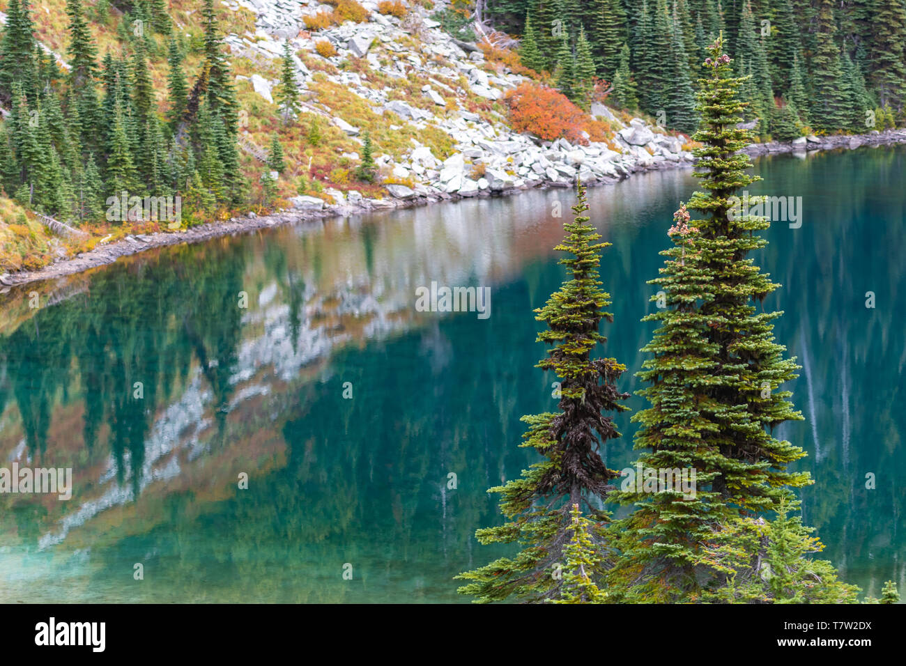 Pins Stand Tall à Eunice Lake Wilderness à Washington Banque D'Images