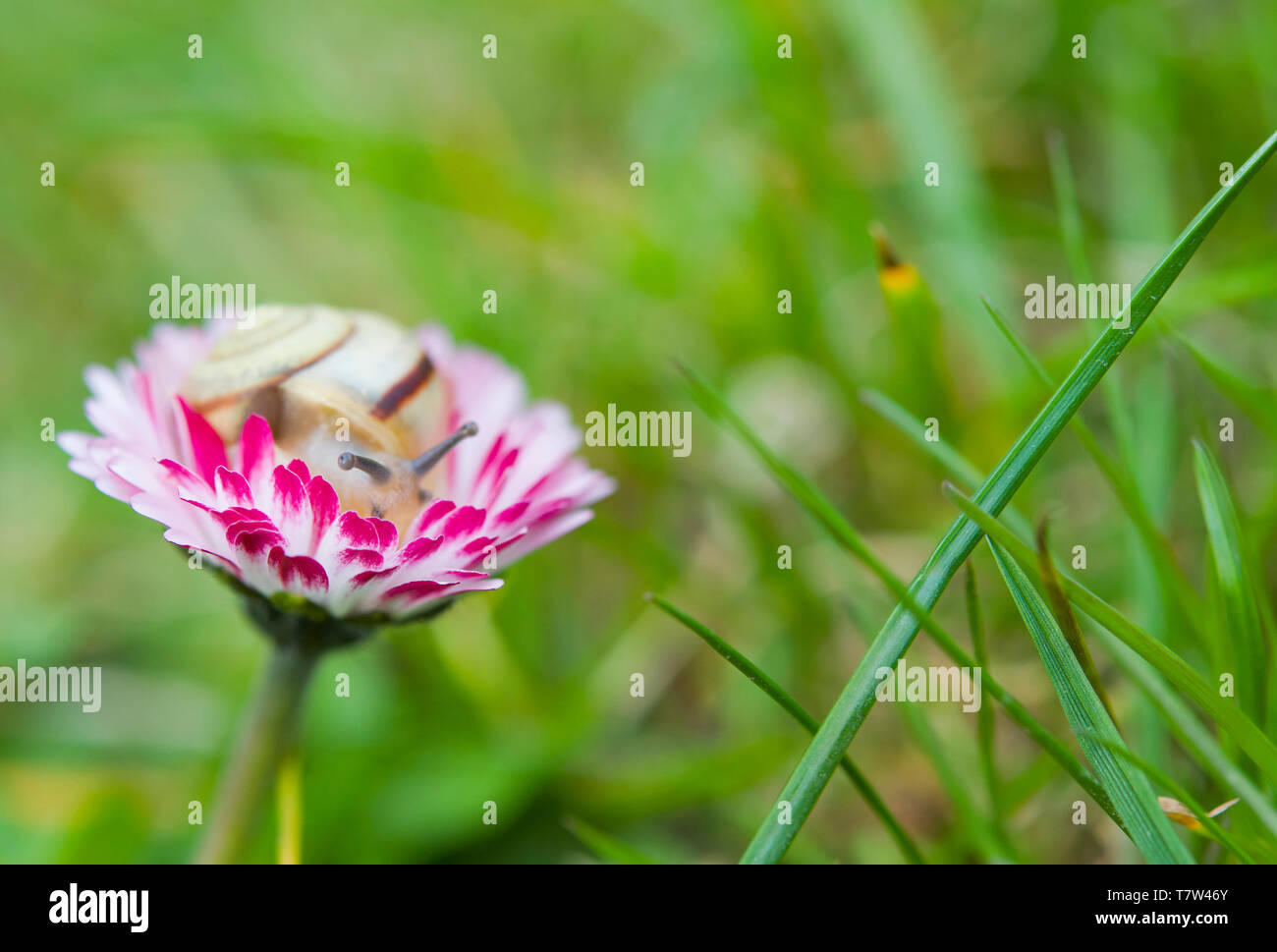 Un petit escargot se repose sur une fleur Marguerite Banque D'Images
