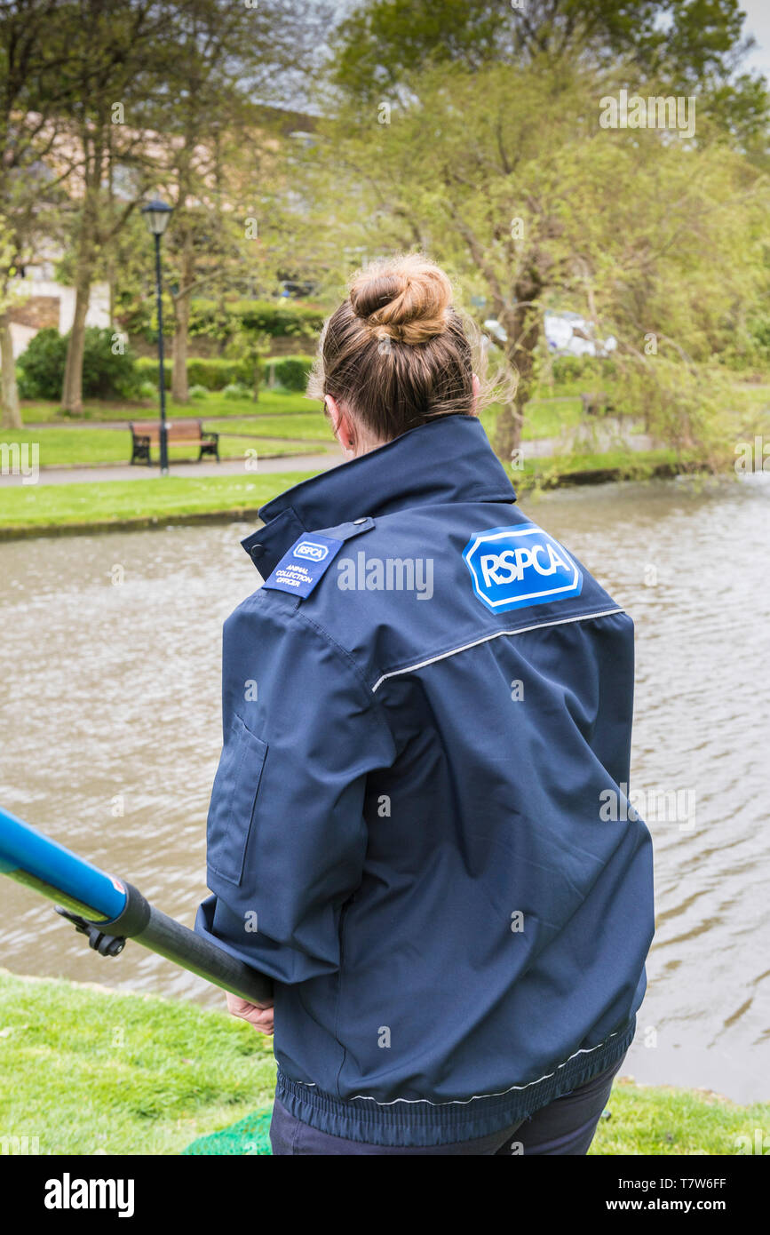 Un agent de recouvrement des animaux RSPCA debout sur un lac avec un filet attendre patiemment pour attraper un canard blessé à Newquay en Cornouailles. Banque D'Images Un agent de recouvrement des animaux RSPCA debout sur un lac avec un filet attendre patiemment pour attraper un canard blessé à Newquay en Cornouailles. Banque D'Images