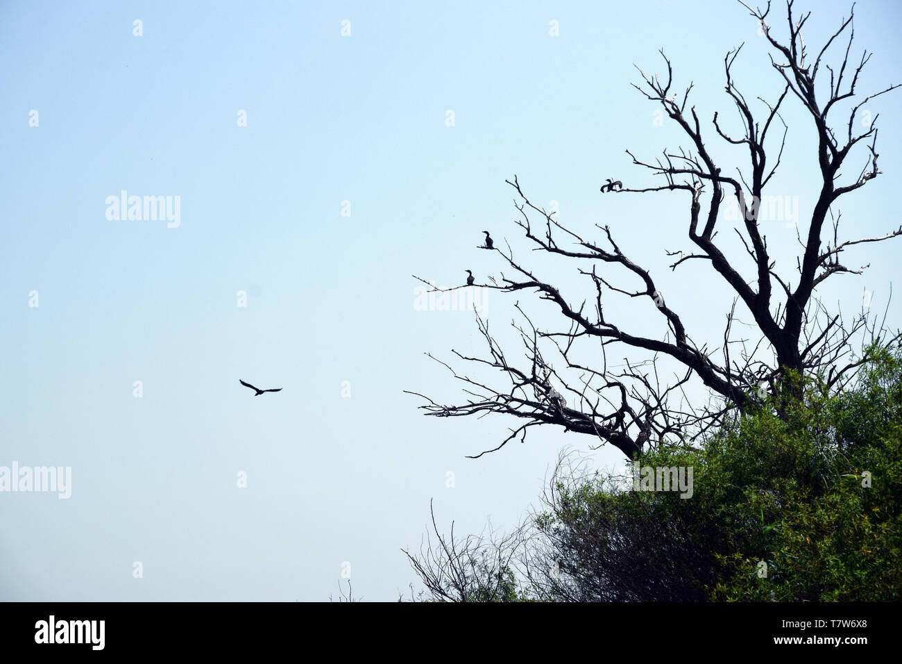 Grands cormorans sur des arbres. Le Delta du Danube, en Roumanie. Banque D'Images