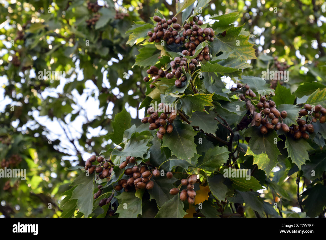 Alisier torminal (sorbus torminalis) fruits. Les branches et le feuillage des arbres checker. Banque D'Images