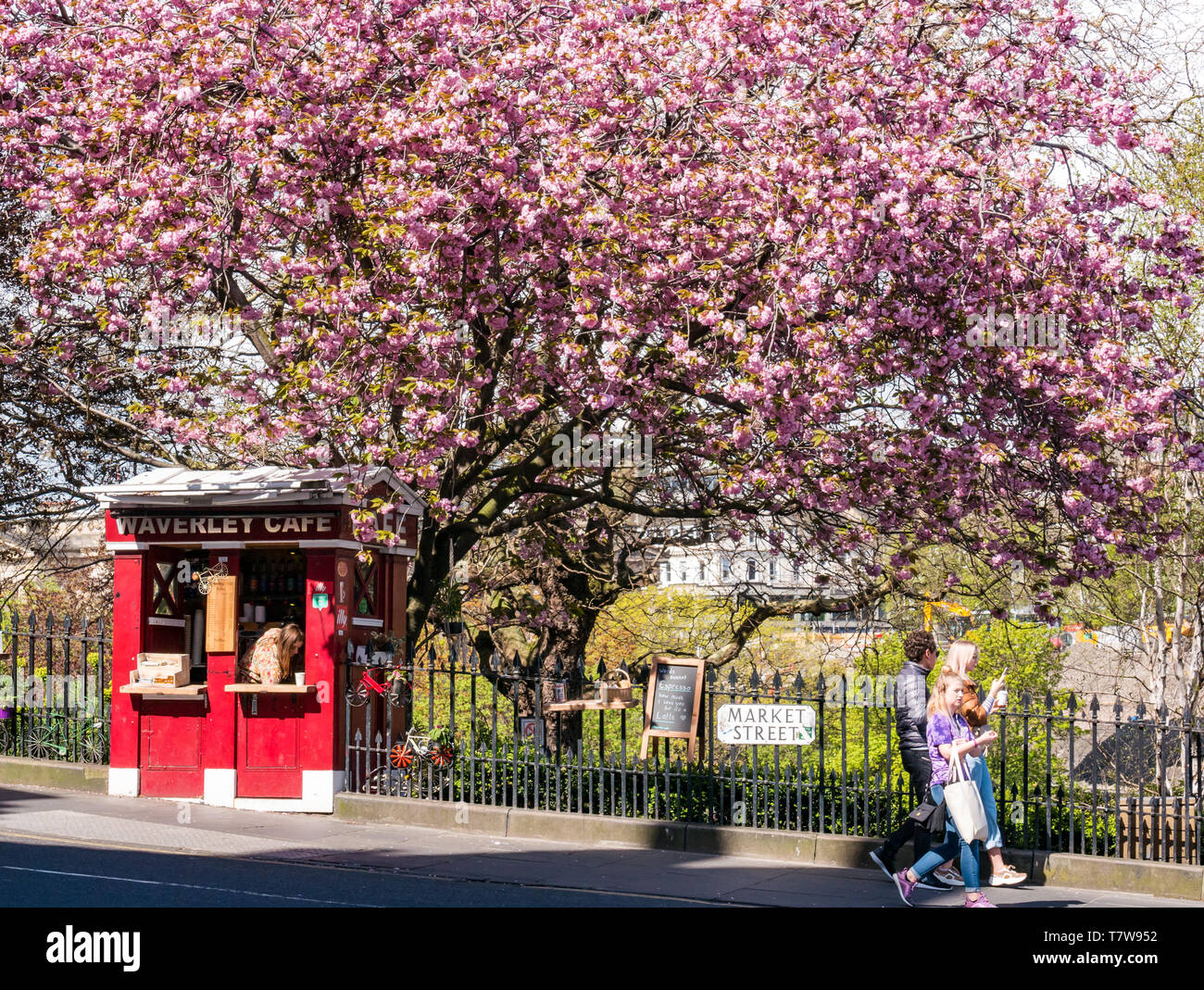 Boîte d'appel de police convertie, Waverley café stalle à emporter, Market Street, Édimbourg, Écosse, Royaume-Uni avec fleur de cerisier printanier Banque D'Images