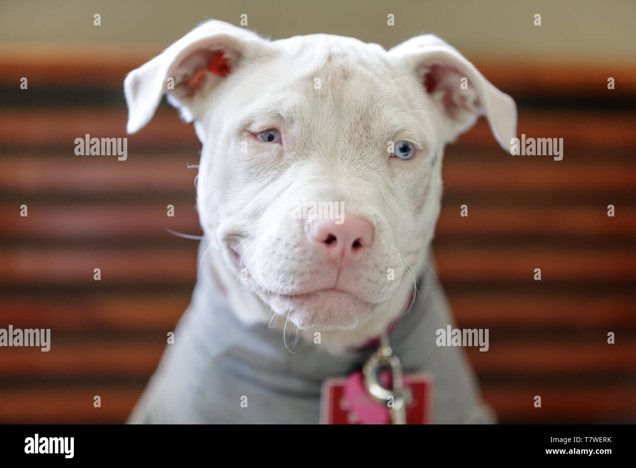 American Pit Bull Terrier chiot femelle tête. Banque D'Images