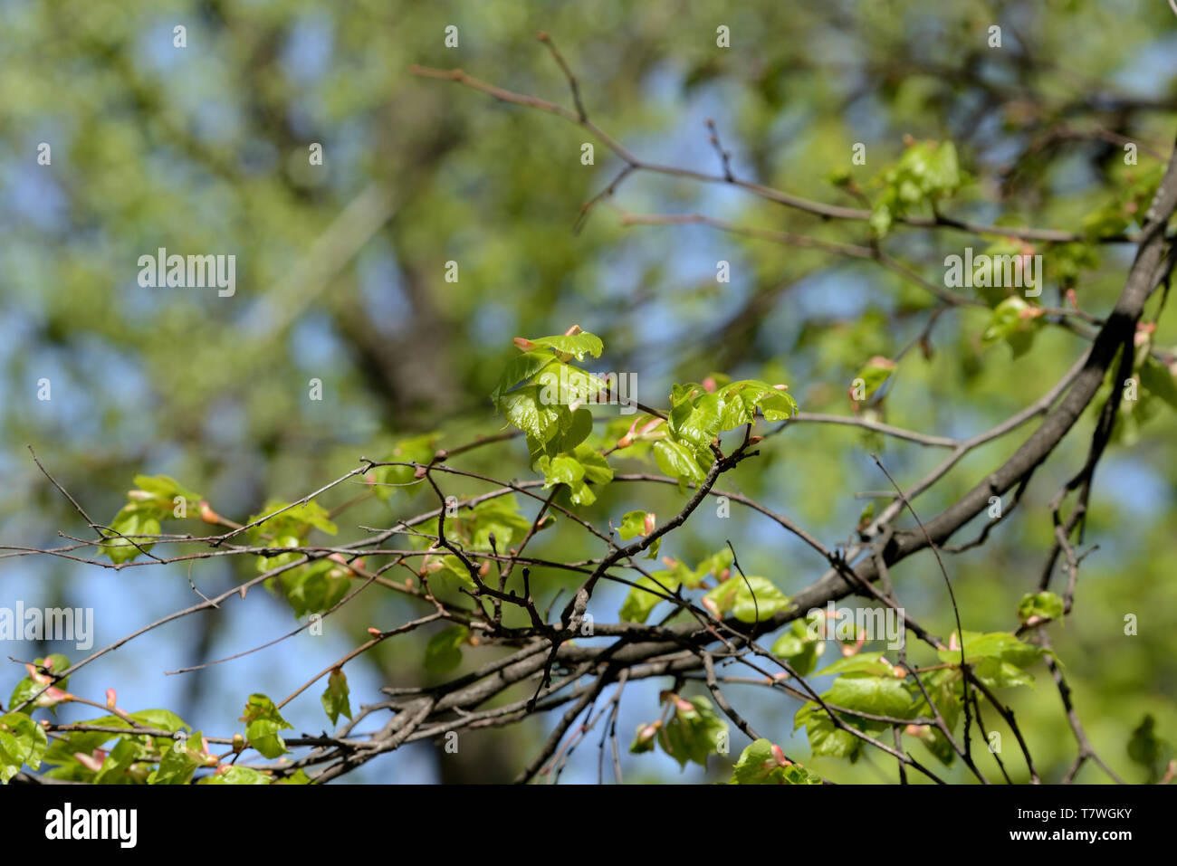 De nouvelles feuilles fraîches sur un tilleul sur un jour de printemps ensoleillé Banque D'Images