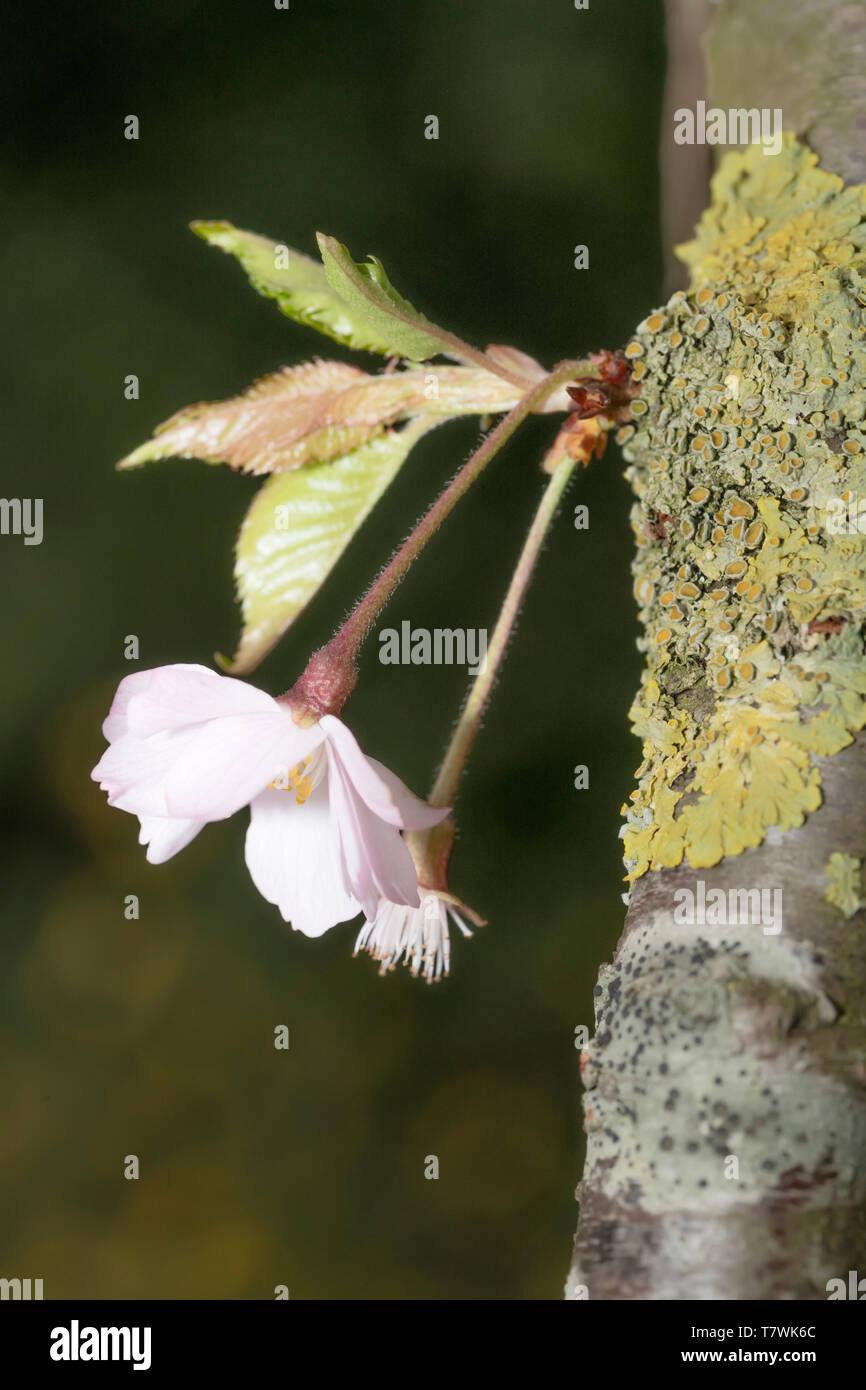 De nouvelles fleurs de cerisiers japonais de plus en plus le tronc principal Banque D'Images
