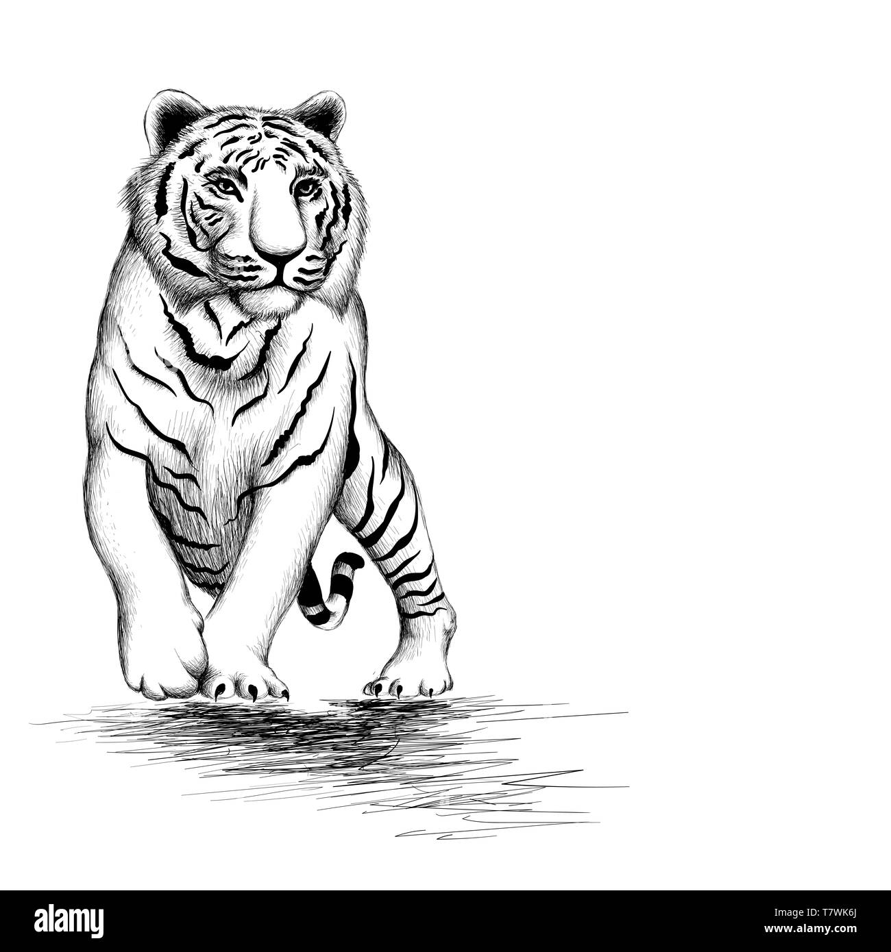 Le Logo Vector Tiger Pour Tatouage Ou T Shirts Ou D Exterieur Style De Chasse Tigers Imprimer Sur Fond Noir Photo Stock Alamy
