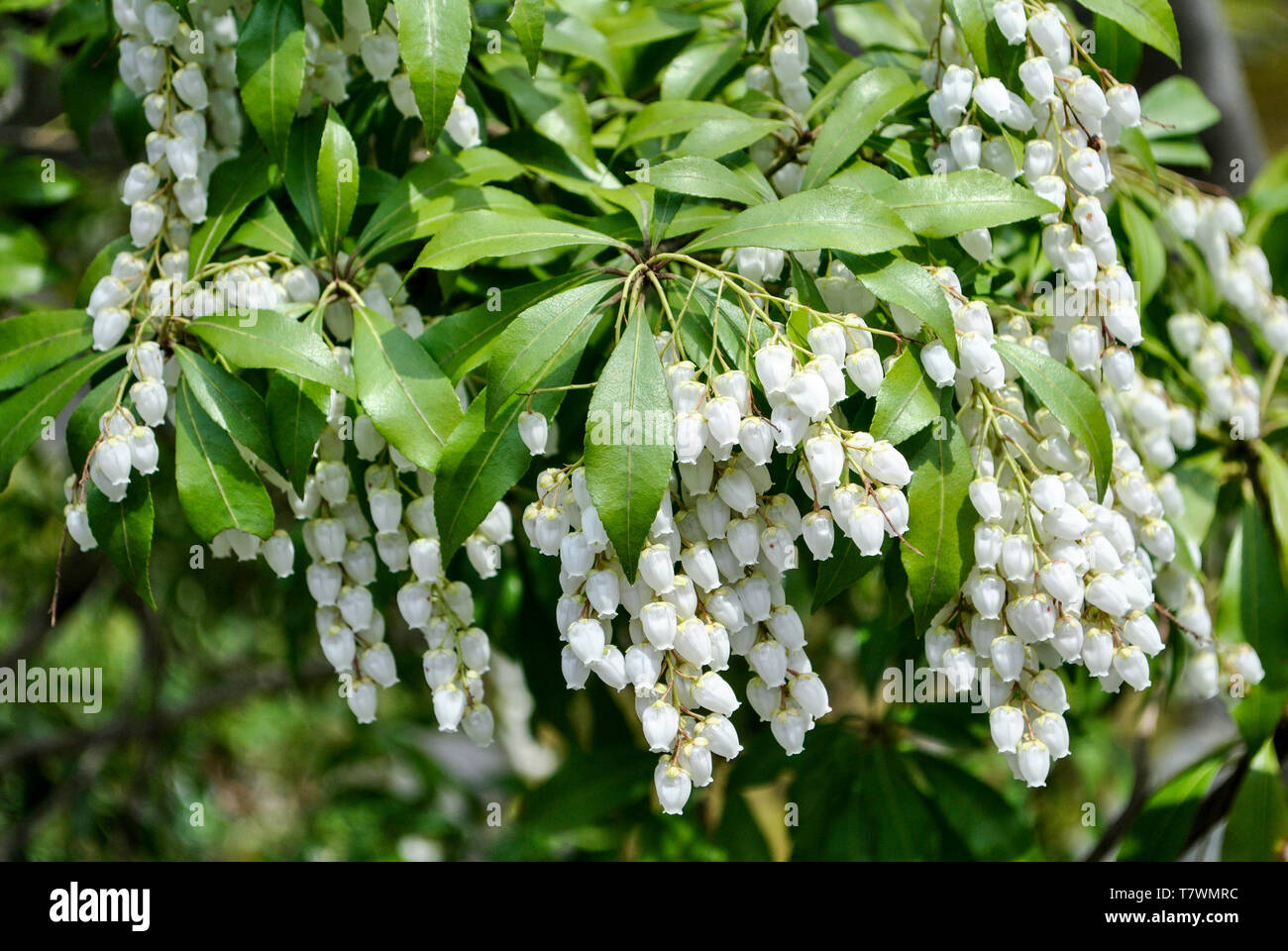 Fleurs en forme de cloche appelée Pieris japonica, l'andromeda japonais, Japanese pieris, nain ou Lilly-de-la-Vallée d'arbuste. Arashiyama. Kyoto, Japon. Banque D'Images