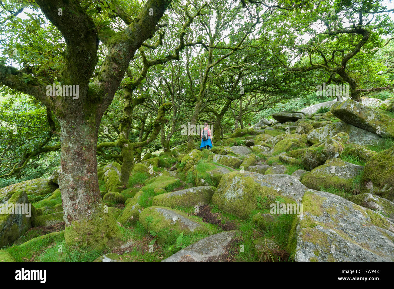Royaume-uni, Angleterre, Devon, Dartmoor National Park, Wistman's Wood une forêts anciennes Banque D'Images