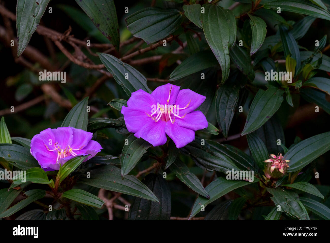La beauté de fleur pourpre myrtly (Rhodomyrtus tomentosa) Banque D'Images