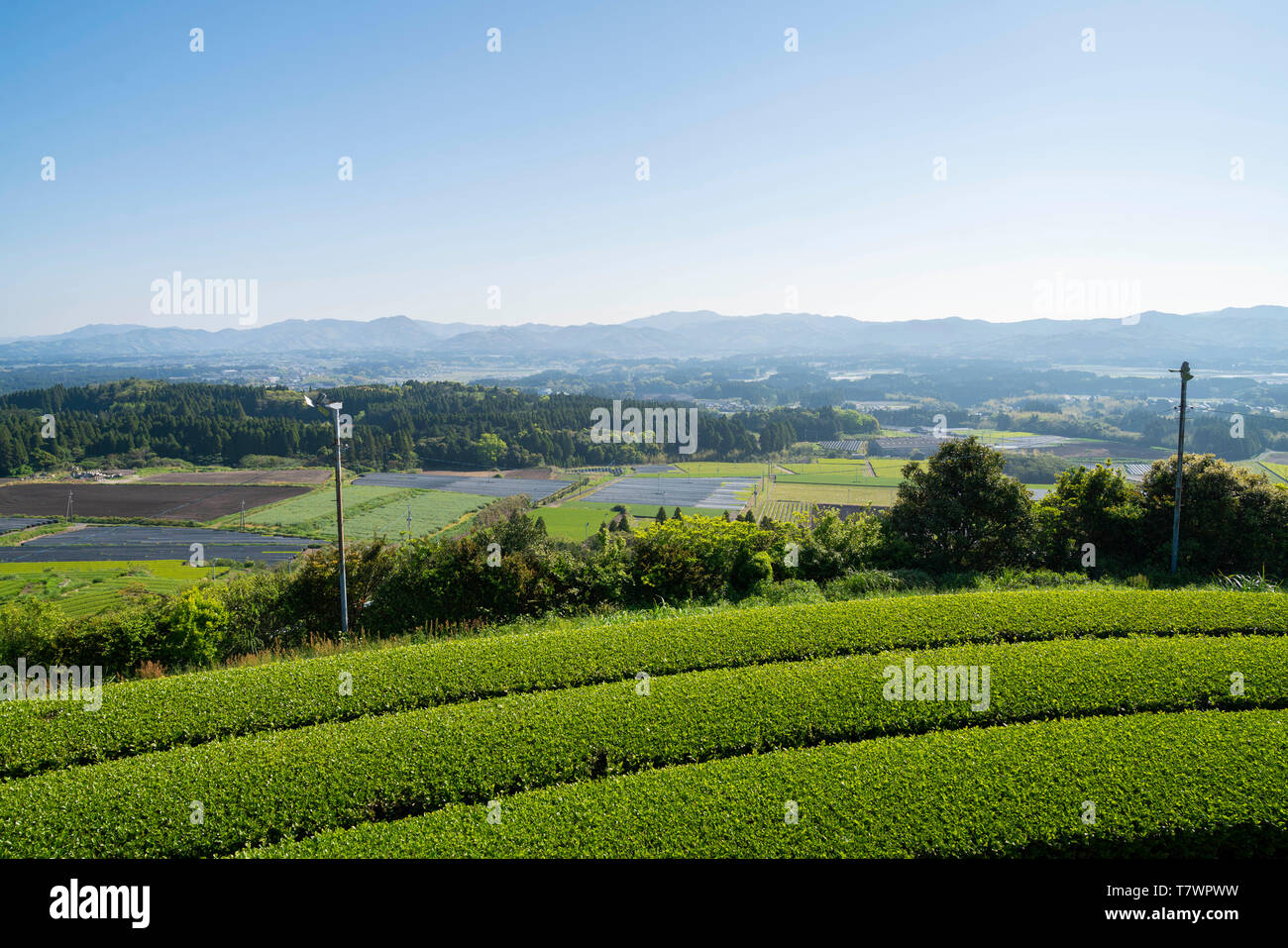 Champ de thé vert, Chiran, Kyushu Minami Ville, préfecture de Kagoshima, Japon Banque D'Images