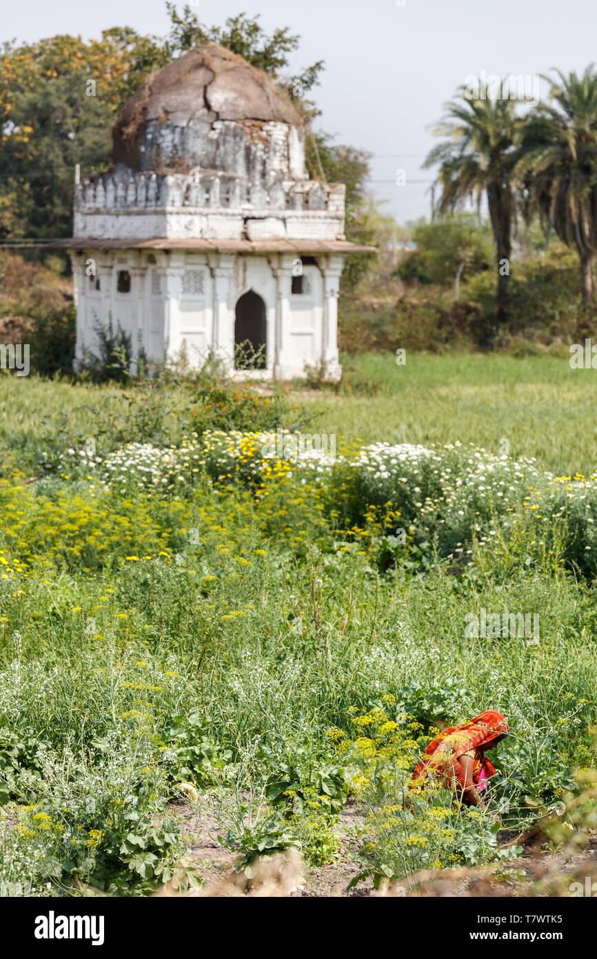 L'Inde, le Madhya Pradesh, Chanderi, tombe dans un champ de fleurs Banque D'Images L'Inde, le Madhya Pradesh, Chanderi, tombe dans un champ de fleurs Banque D'Images
