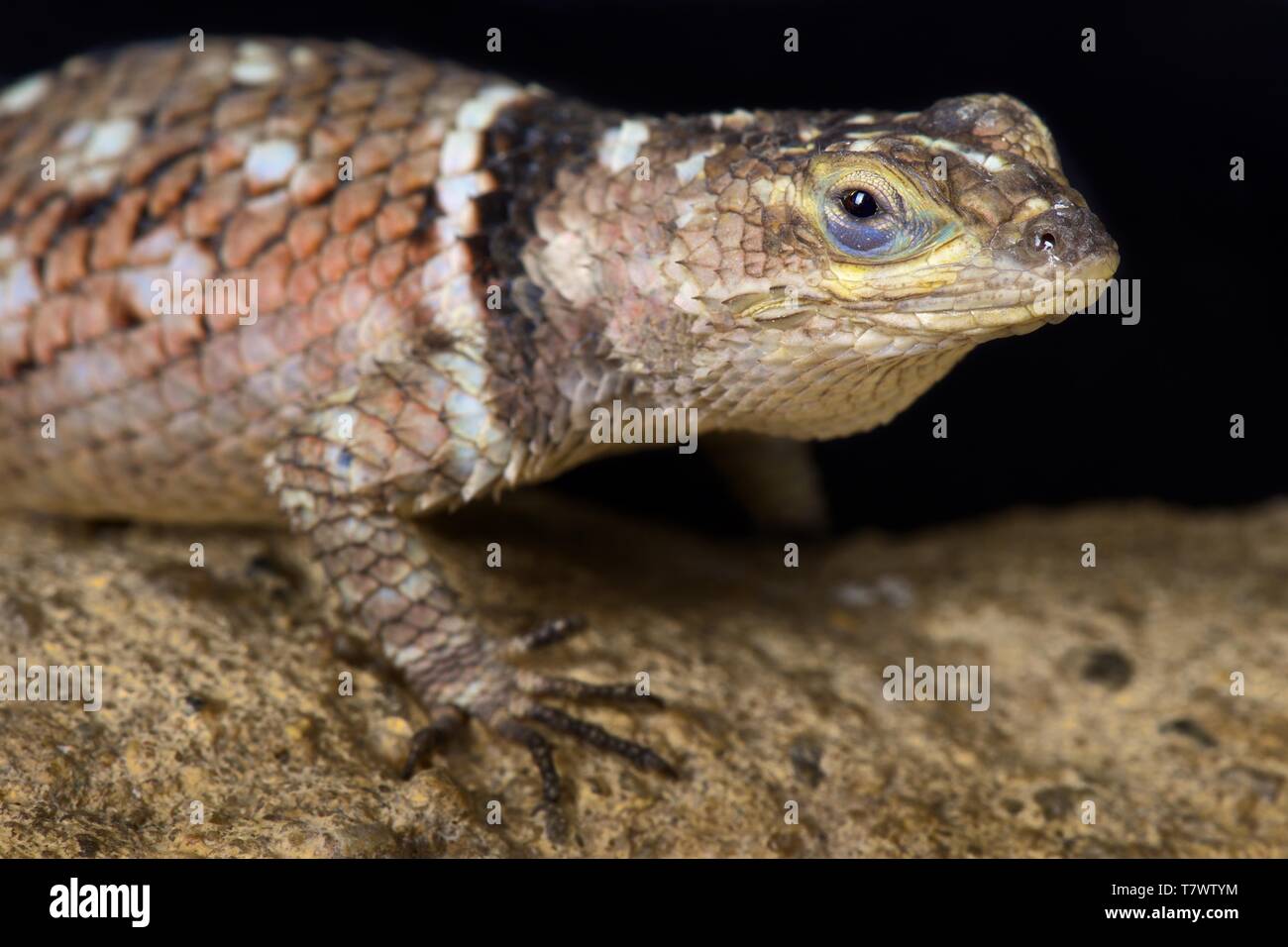 MacDougall (lézard épineux Sceloporus macdougalli) Banque D'Images