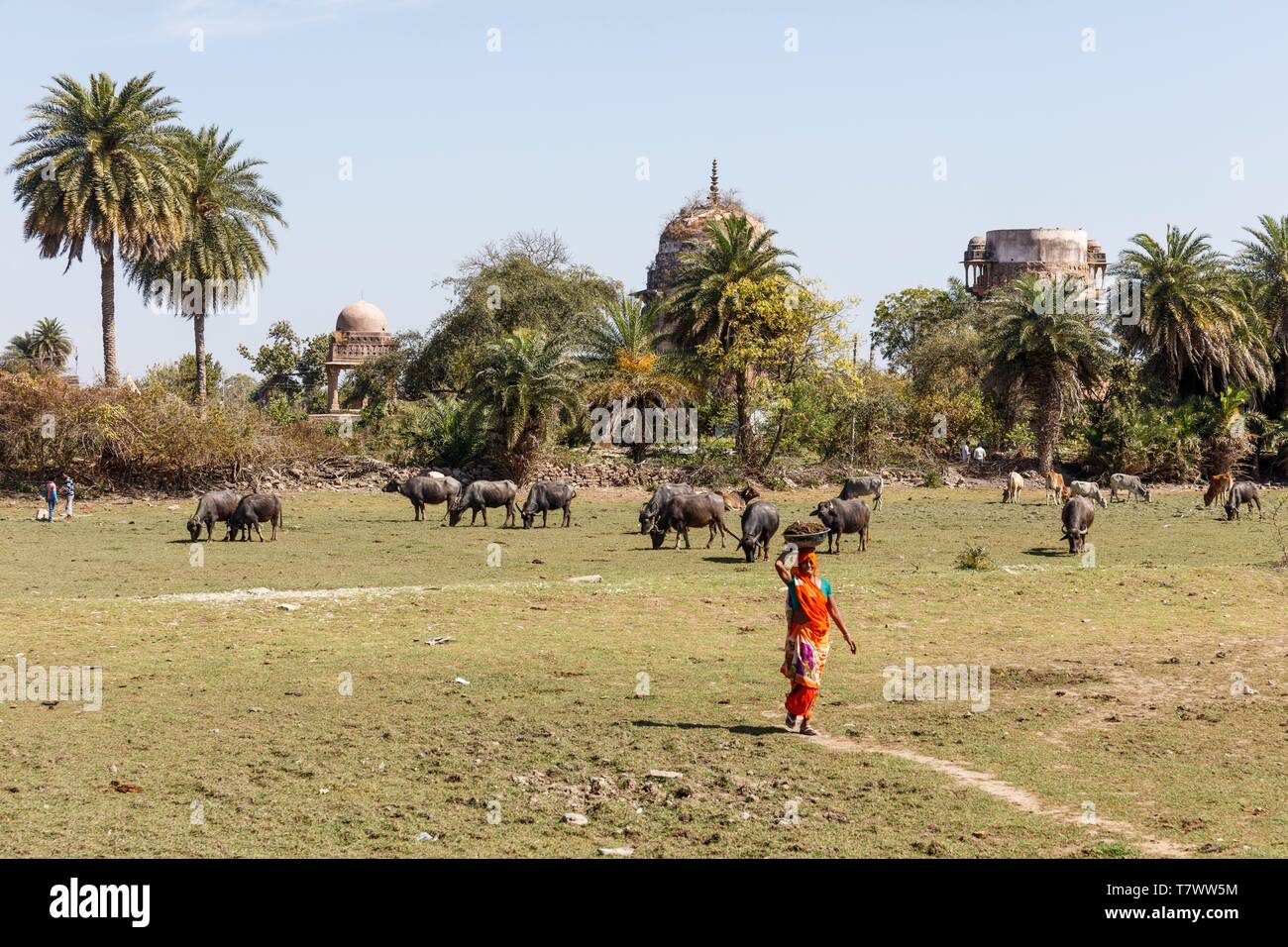 L'Inde, le Madhya Pradesh, Chanderi, une femme la collecte des buffles dungs Banque D'Images L'Inde, le Madhya Pradesh, Chanderi, une femme la collecte des buffles dungs Banque D'Images