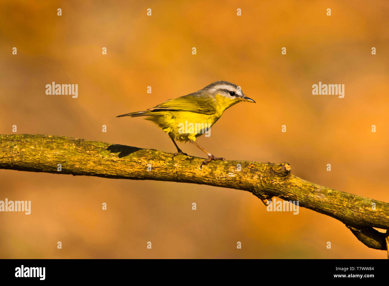 Grey-Hooded Warbler Phylloscopus, xanthoschistos, Sattal, Uttarakhand, Inde. Banque D'Images