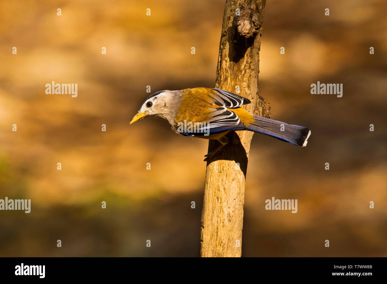 Minla à ailes bleues, Siva siva-cyanouroptera, Sattal, Uttarakhand, Inde. Banque D'Images