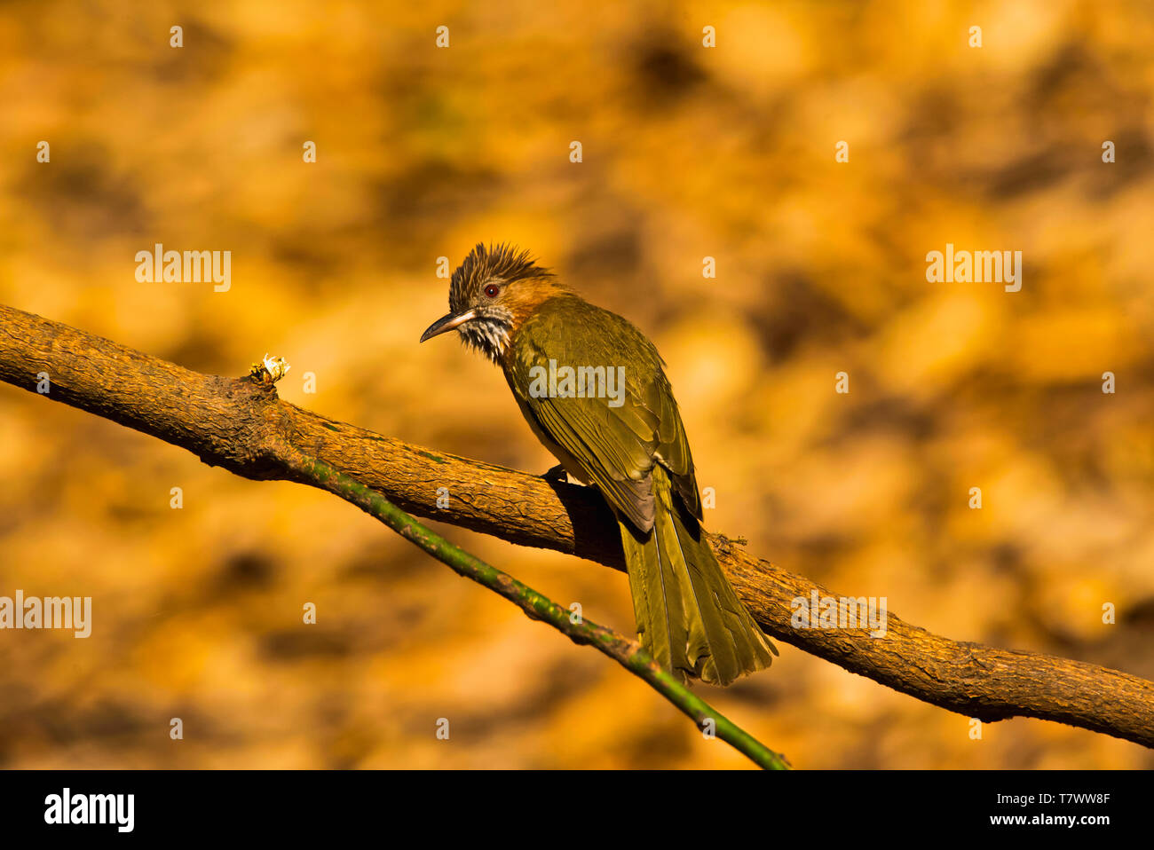 Bulbul des jardins de montagne, Ixos, mcclellandii Sattal, Uttarakhand, Inde. Banque D'Images
