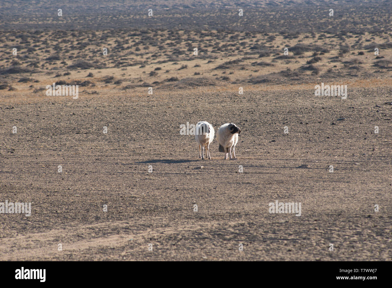 Deux moutons dans le pâturage.en Mongolie intérieure, en Chine. Banque D'Images