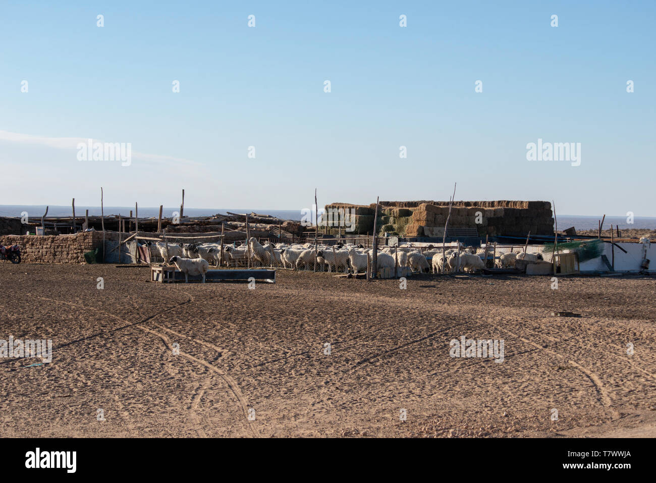 Les moutons sont dans le stylo dans le pâturage.en Mongolie intérieure, en Chine. Banque D'Images