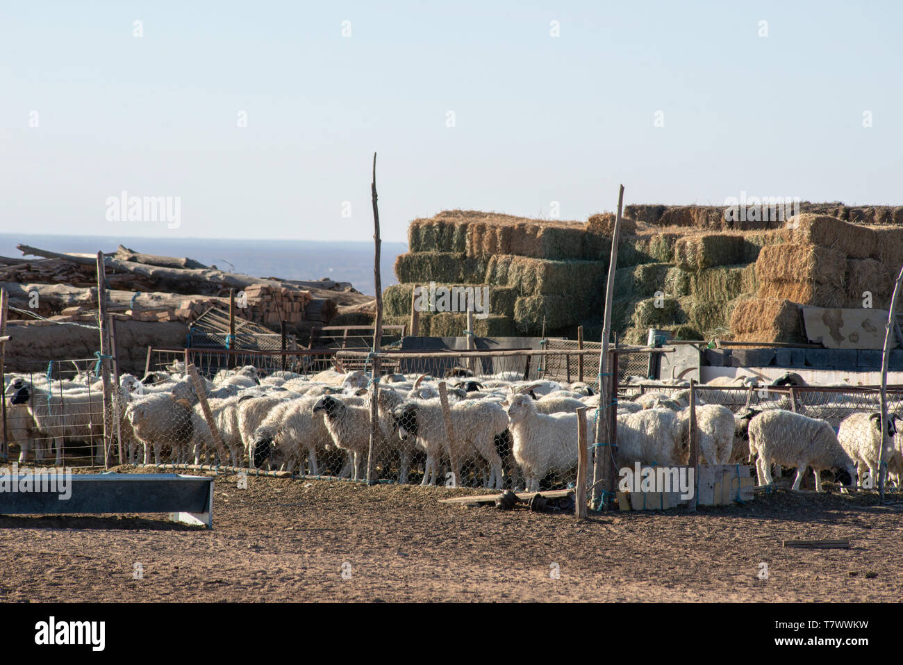 Les moutons sont dans le stylo dans le pâturage.en Mongolie intérieure, en Chine. Banque D'Images