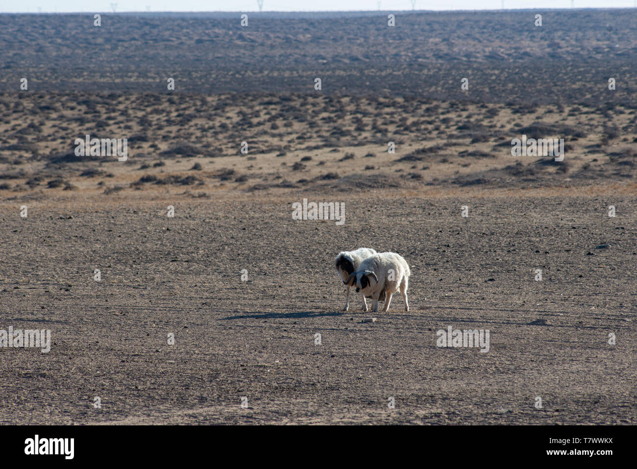 Deux moutons dans le pâturage.en Mongolie intérieure, en Chine. Banque D'Images