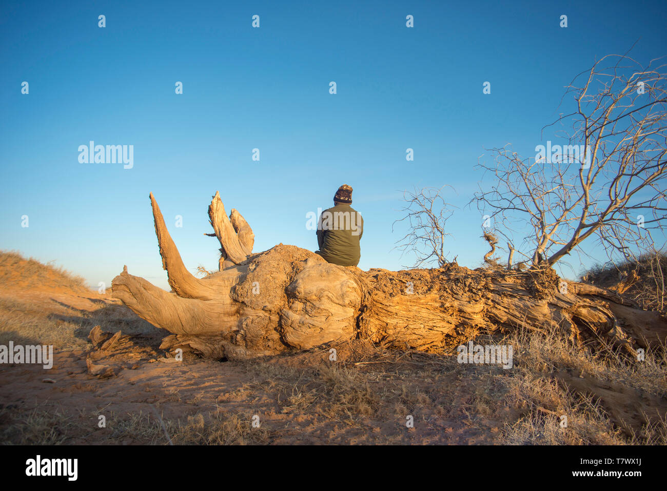 Un homme est assis sur un Populus diversifolia séchées arbre. Banque D'Images