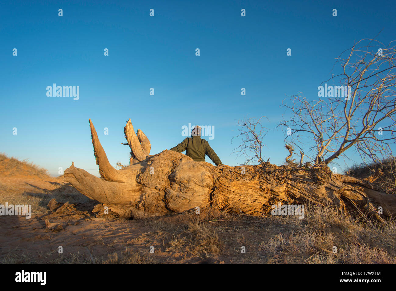 Un homme est assis sur un Populus diversifolia séchées arbre. Banque D'Images