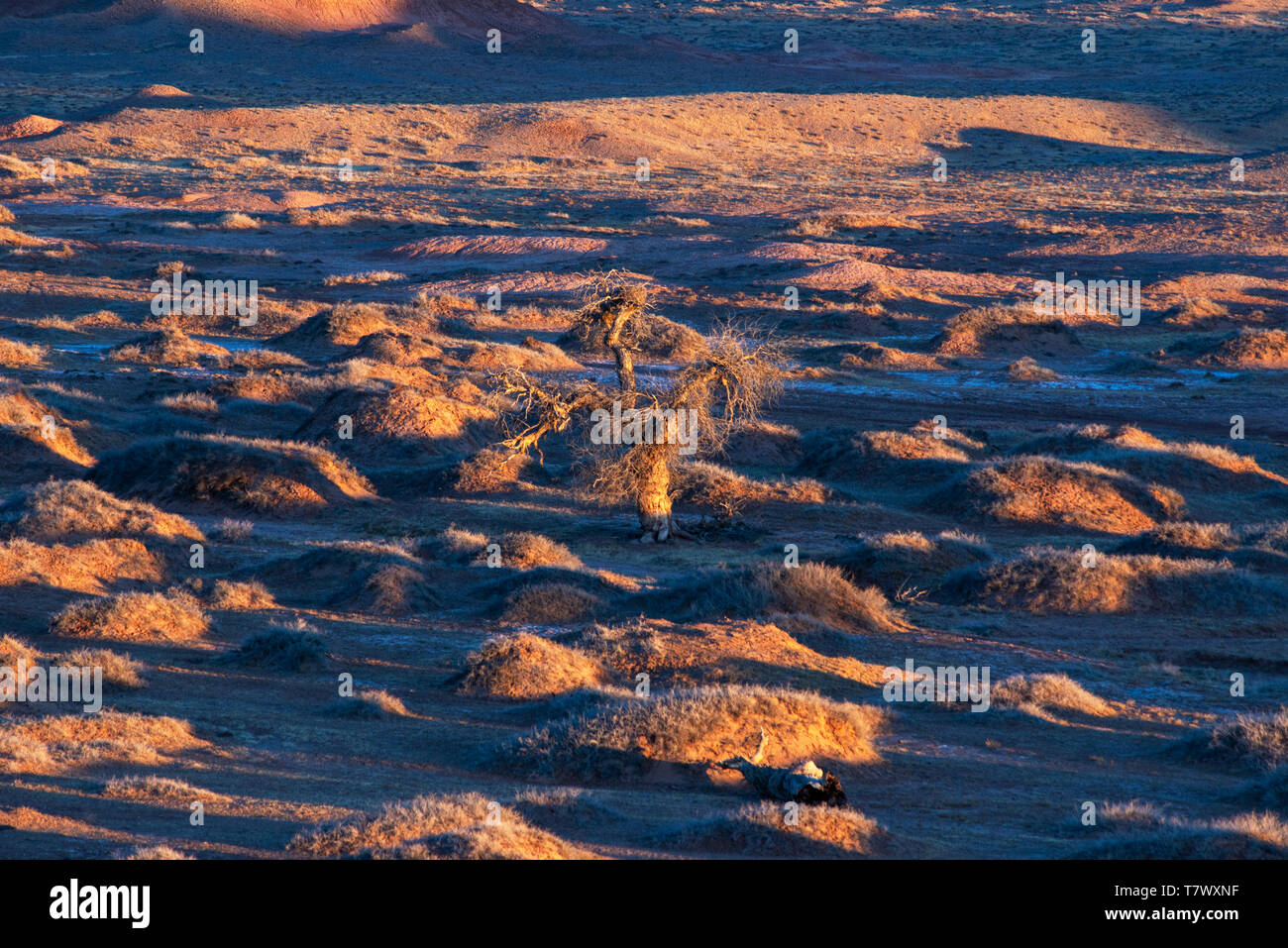 Paysages de Gobi le matin.la Mongolie intérieure, la Chine. Banque D'Images