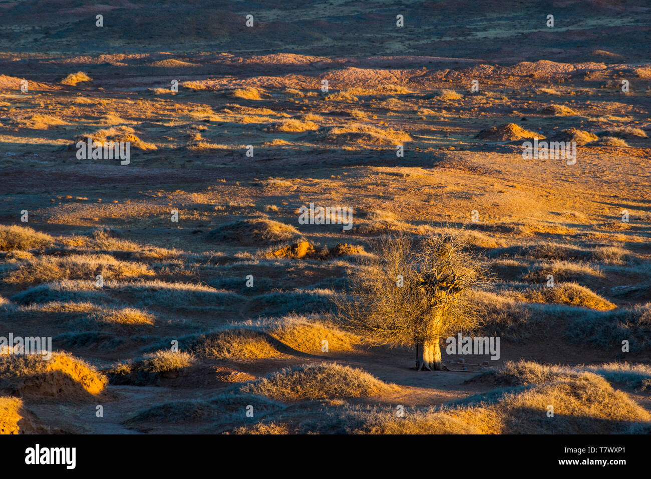 Paysages de Gobi le matin.la Mongolie intérieure, la Chine. Banque D'Images