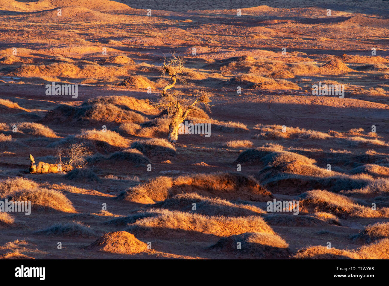 Paysages de Gobi le matin.la Mongolie intérieure, la Chine. Banque D'Images