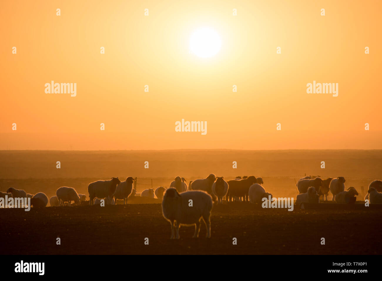 Le retour des moutons au coucher du soleil.en Mongolie intérieure, en Chine. Banque D'Images