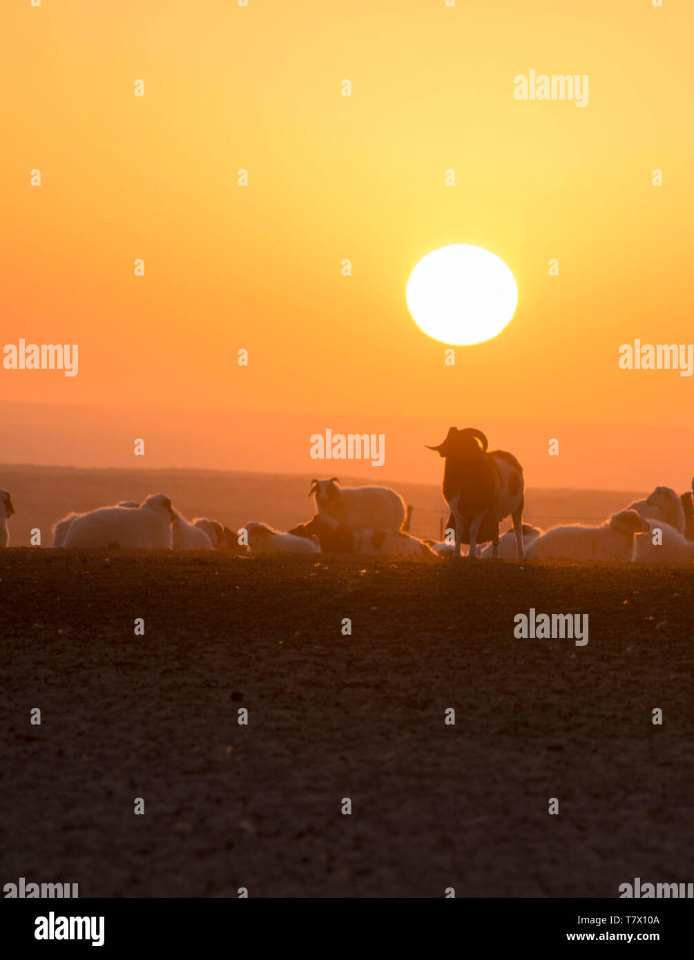 Le retour des moutons au coucher du soleil.en Mongolie intérieure, en Chine. Banque D'Images