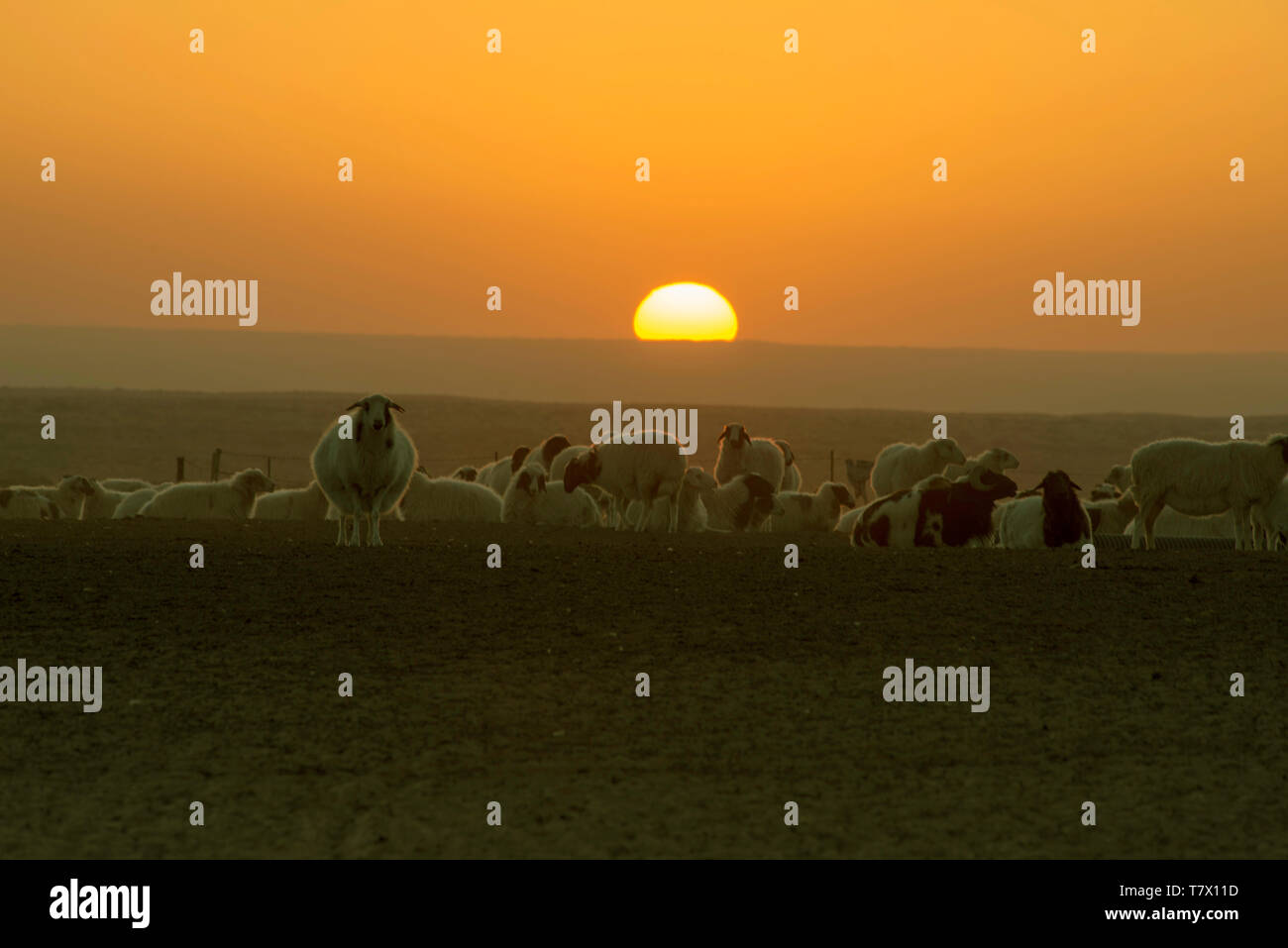 Le retour des moutons au coucher du soleil.en Mongolie intérieure, en Chine. Banque D'Images