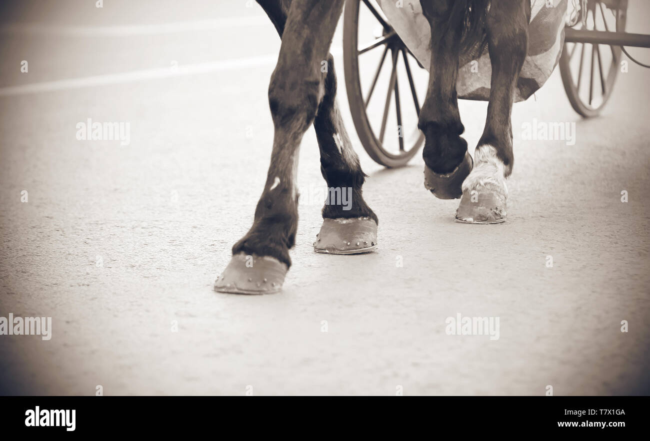 Image en noir et blanc des jambes d'un cheval, portant un transport sur de grandes roues, qui ressemble à une trame d'un film rétro. Banque D'Images