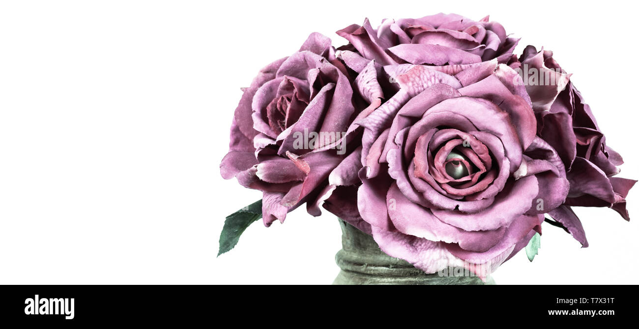 Bouquet de roses violettes sur fond blanc. Banque D'Images