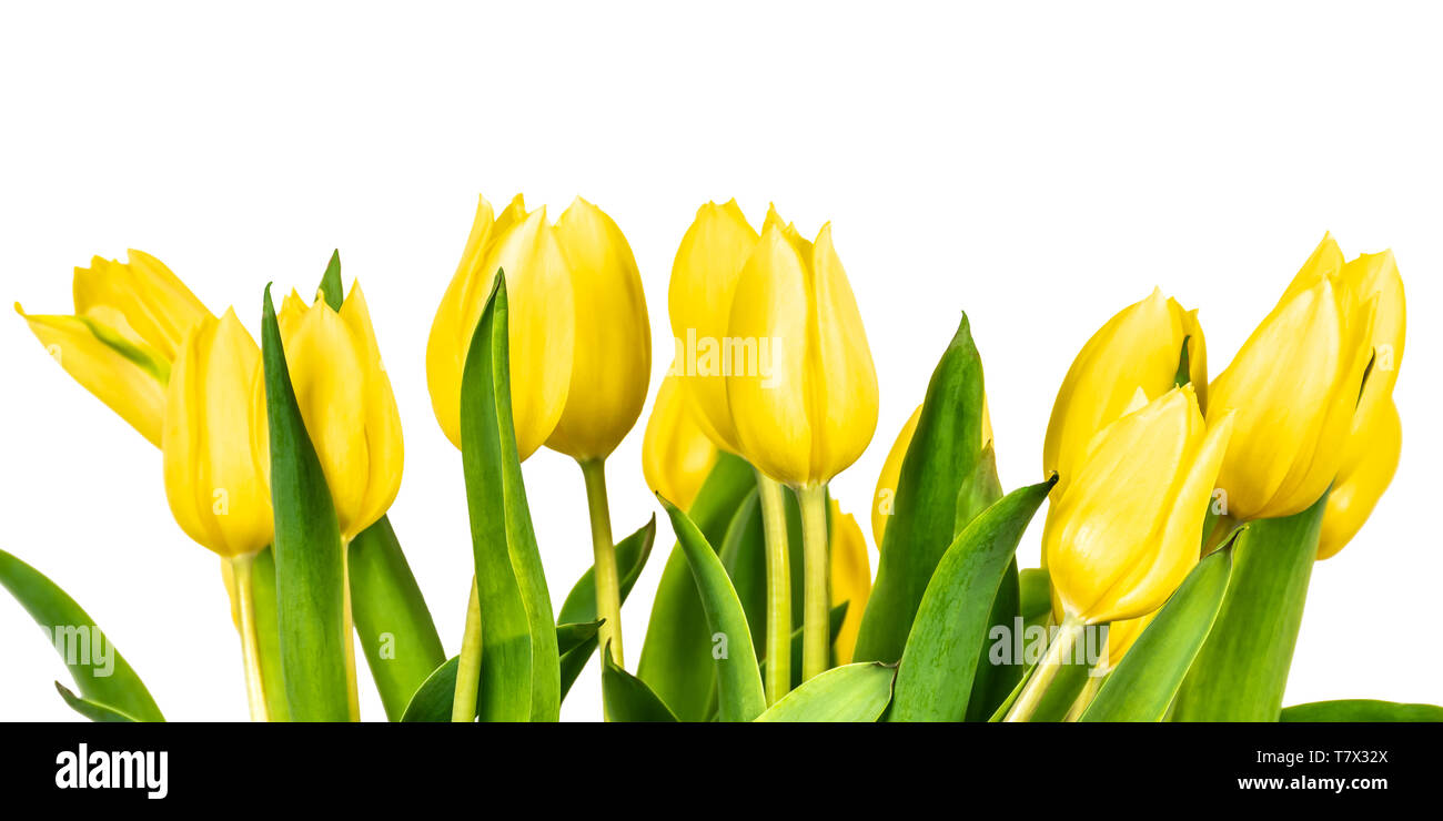 Tulipes jaune isolé sur fond blanc. Les fleurs du printemps. Banque D'Images