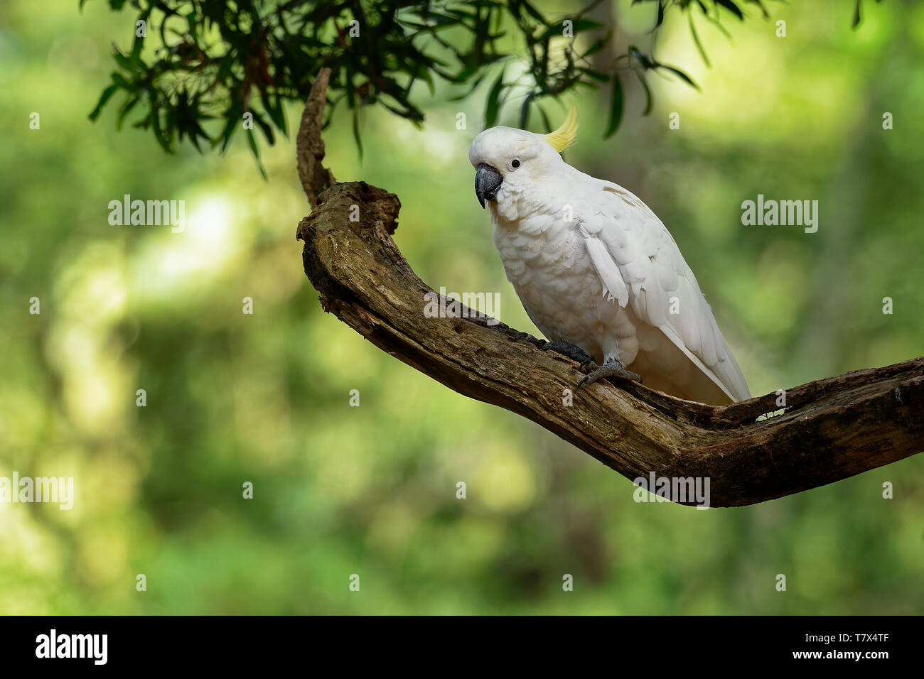 Cacatua galerita - Soufre cacatoès soufré assis sur la branche en Australie. Grand cacatoès blanc et jaune avec un fond vert. Banque D'Images