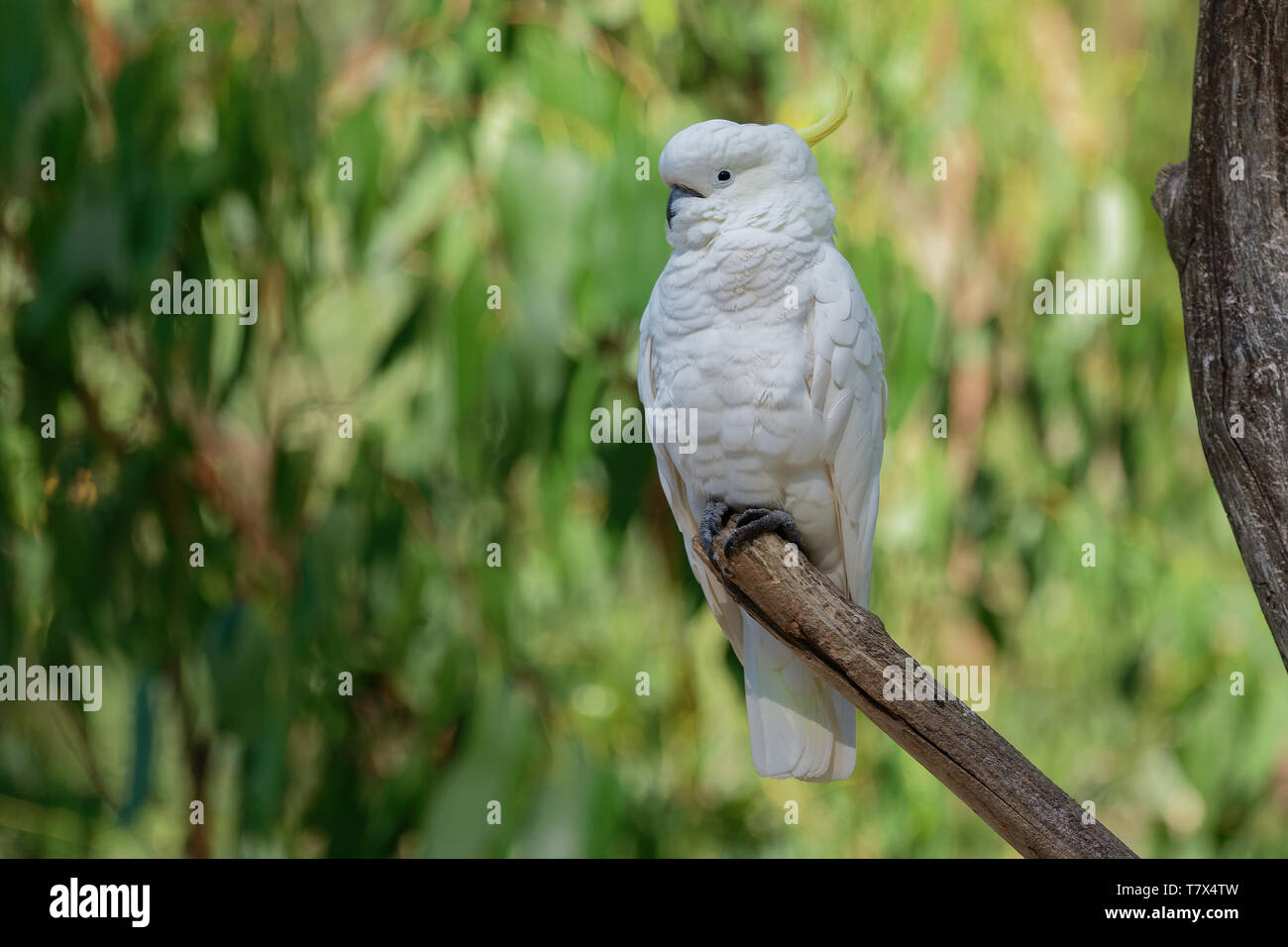 Cacatua galerita - Soufre cacatoès soufré assis sur la branche en Australie. Grand cacatoès blanc et jaune avec un fond vert. Banque D'Images