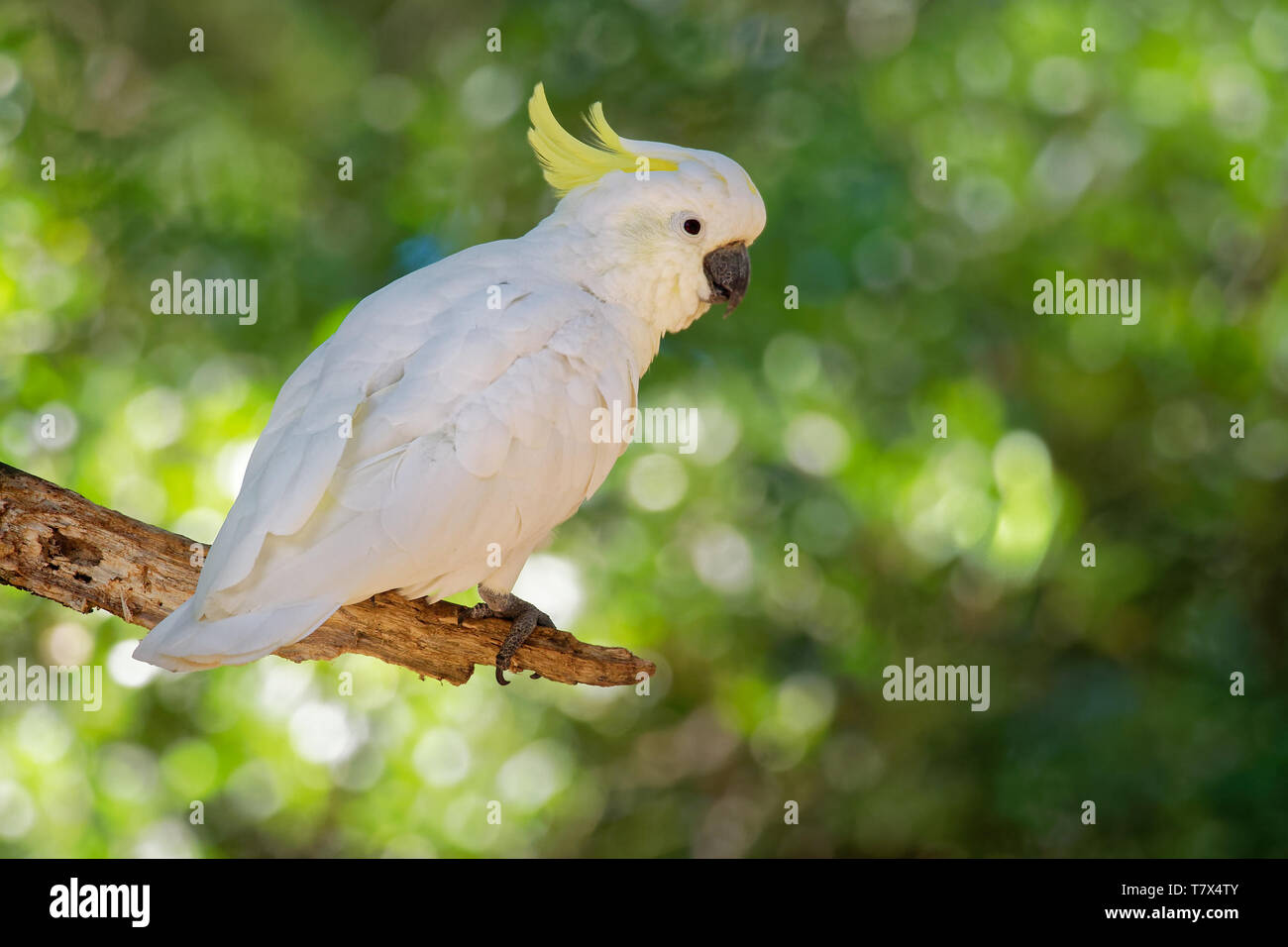 Cacatua galerita - Soufre cacatoès soufré assis sur la branche en Australie. Grand cacatoès blanc et jaune avec un fond vert Banque D'Images