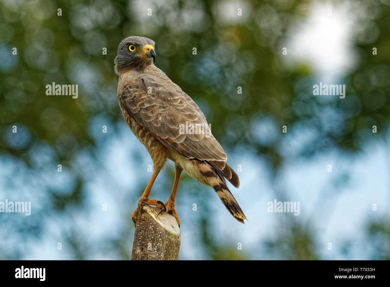 Roadside Hawk - Rupornis magnirostris petit oiseau de proie dans les Amériques que assis sur le jeu à côté de la route. Brun gris avec des oiseaux Banque D'Images