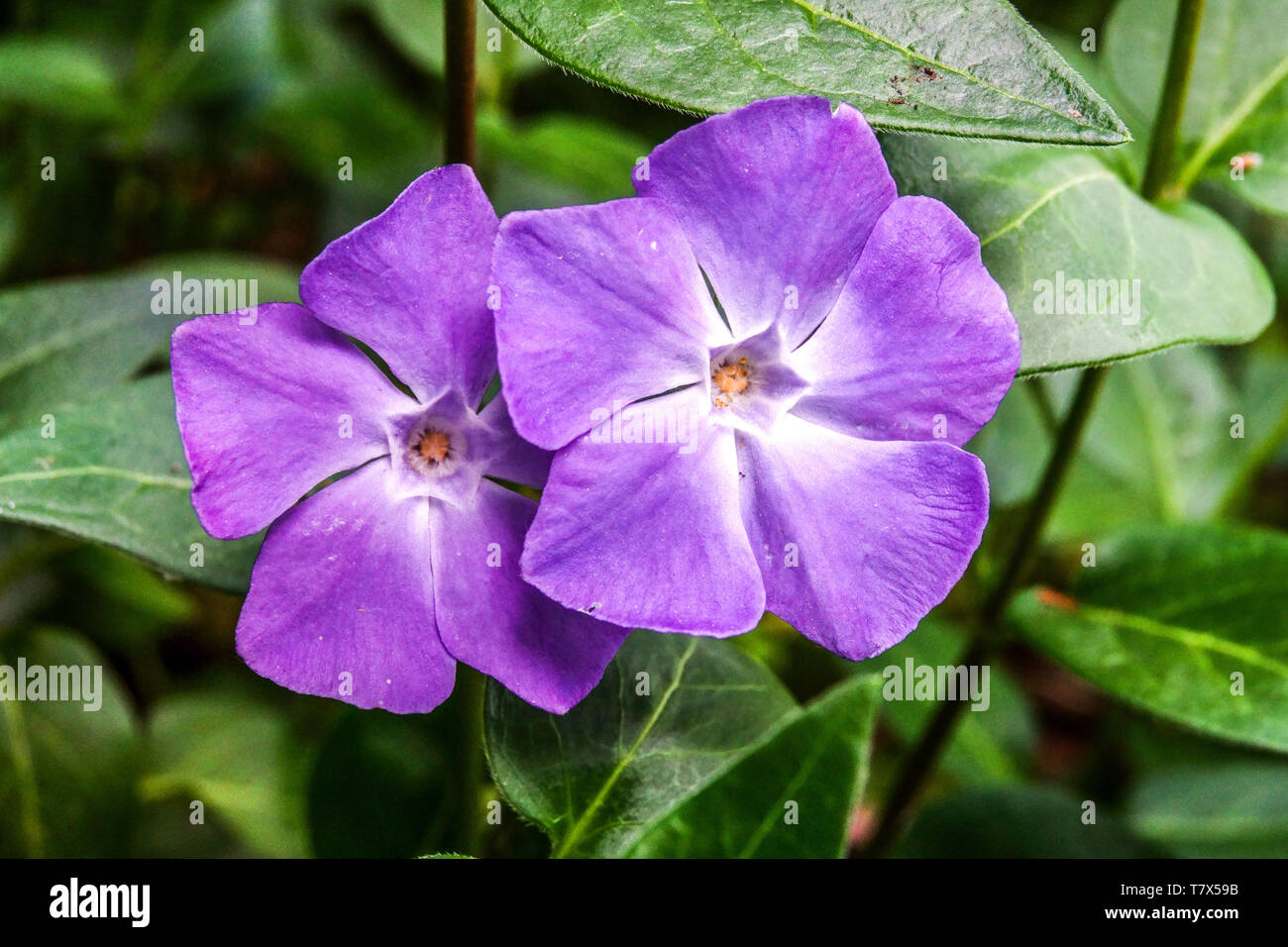 Une plus grande pervenche, Vinca major Banque D'Images