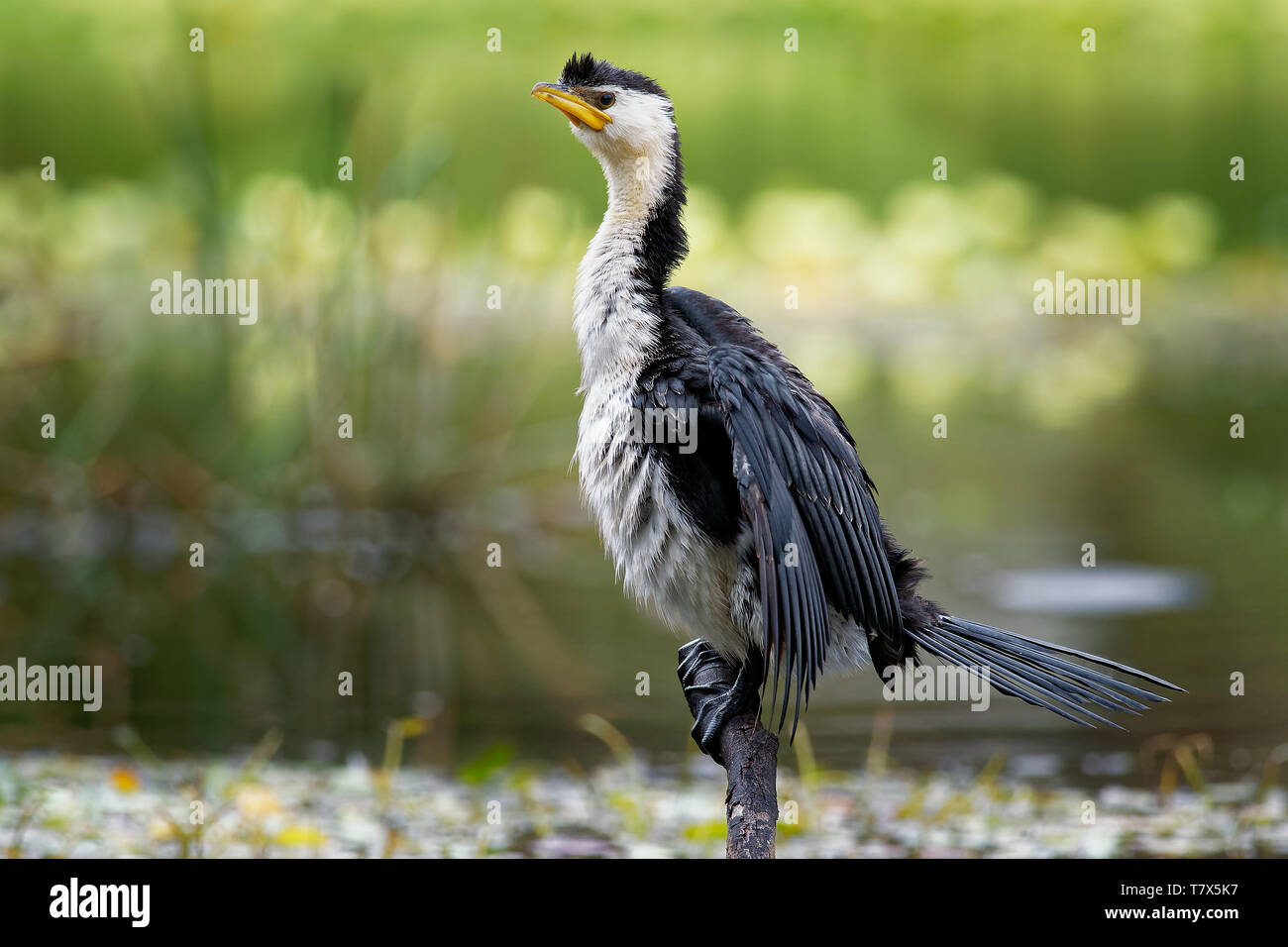 Aigrette garzette, peu shag ou kawaupaka (Turdus) sécher ses ailes au-dessus de l'eau, de l'Australie Banque D'Images