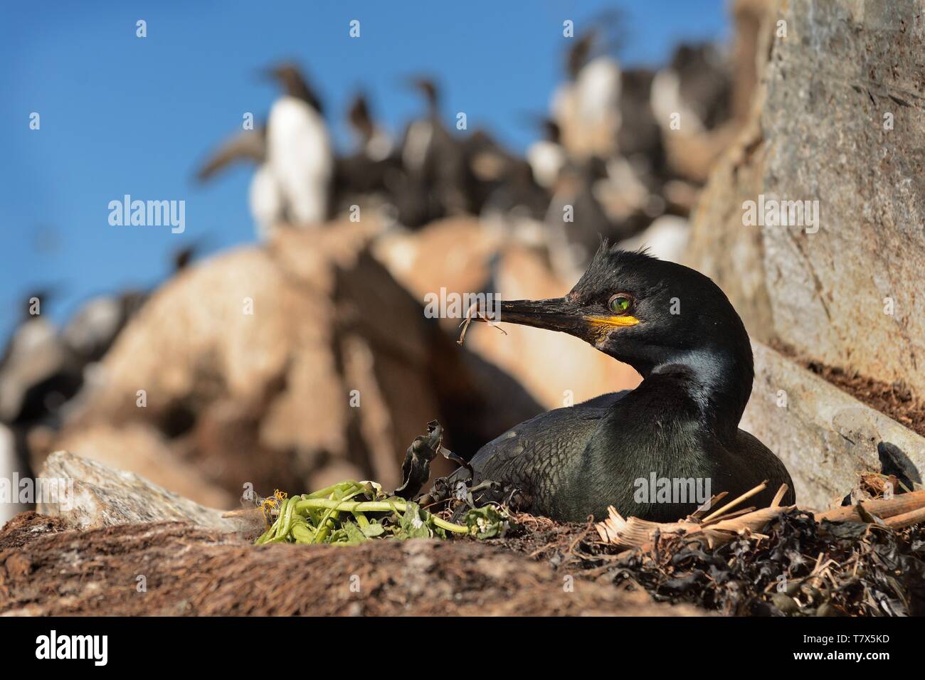 European Shag - Phalacrocorax aristotelis est une espèce de cormoran. Elle se reproduit autour de la côtes rocheuses de l'Europe de l'ouest et du Sud, Asie du Sud-Ouest Banque D'Images